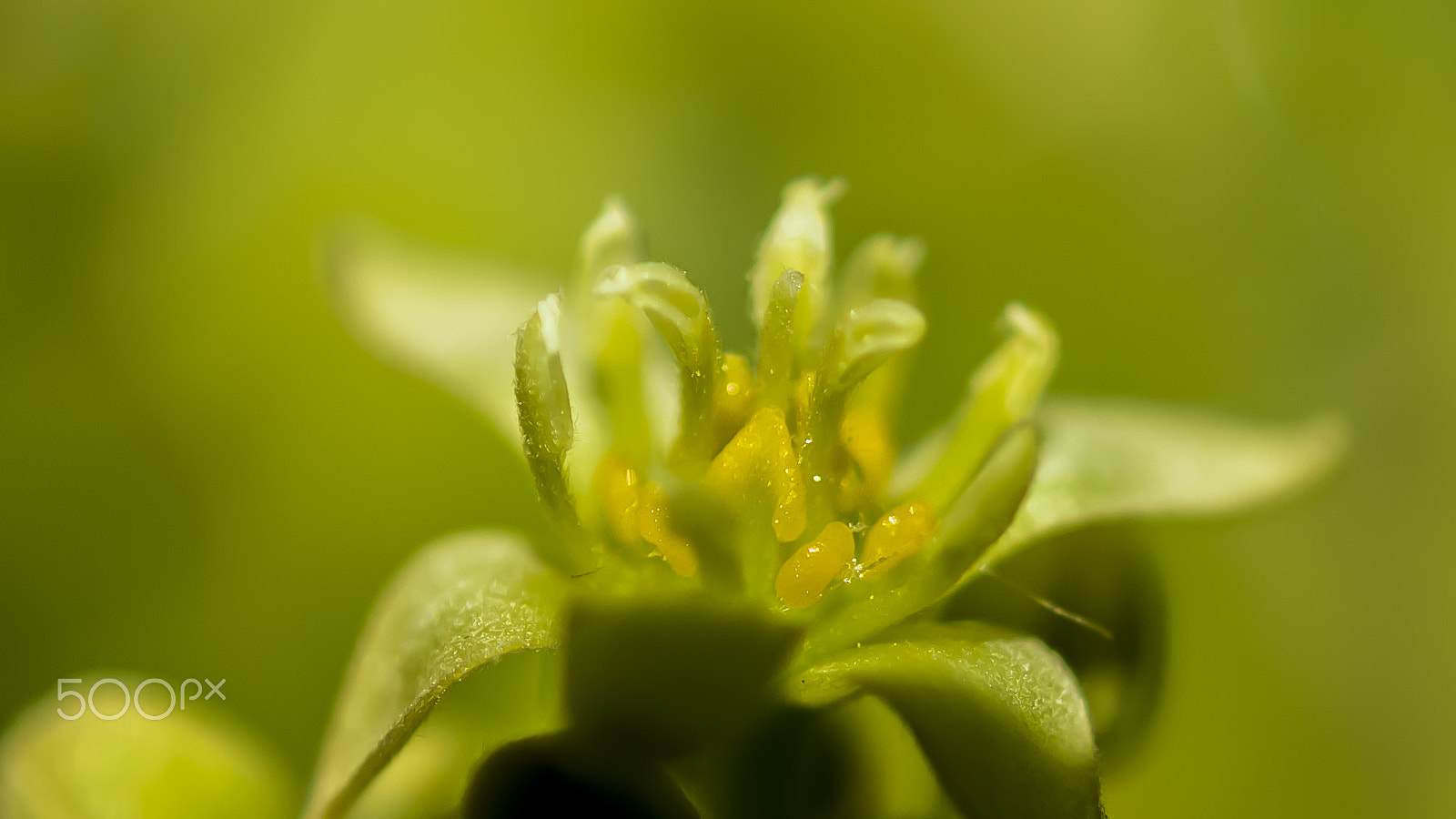 Nikon AF-S Micro-Nikkor 60mm F2.8G ED sample photo. ... photography