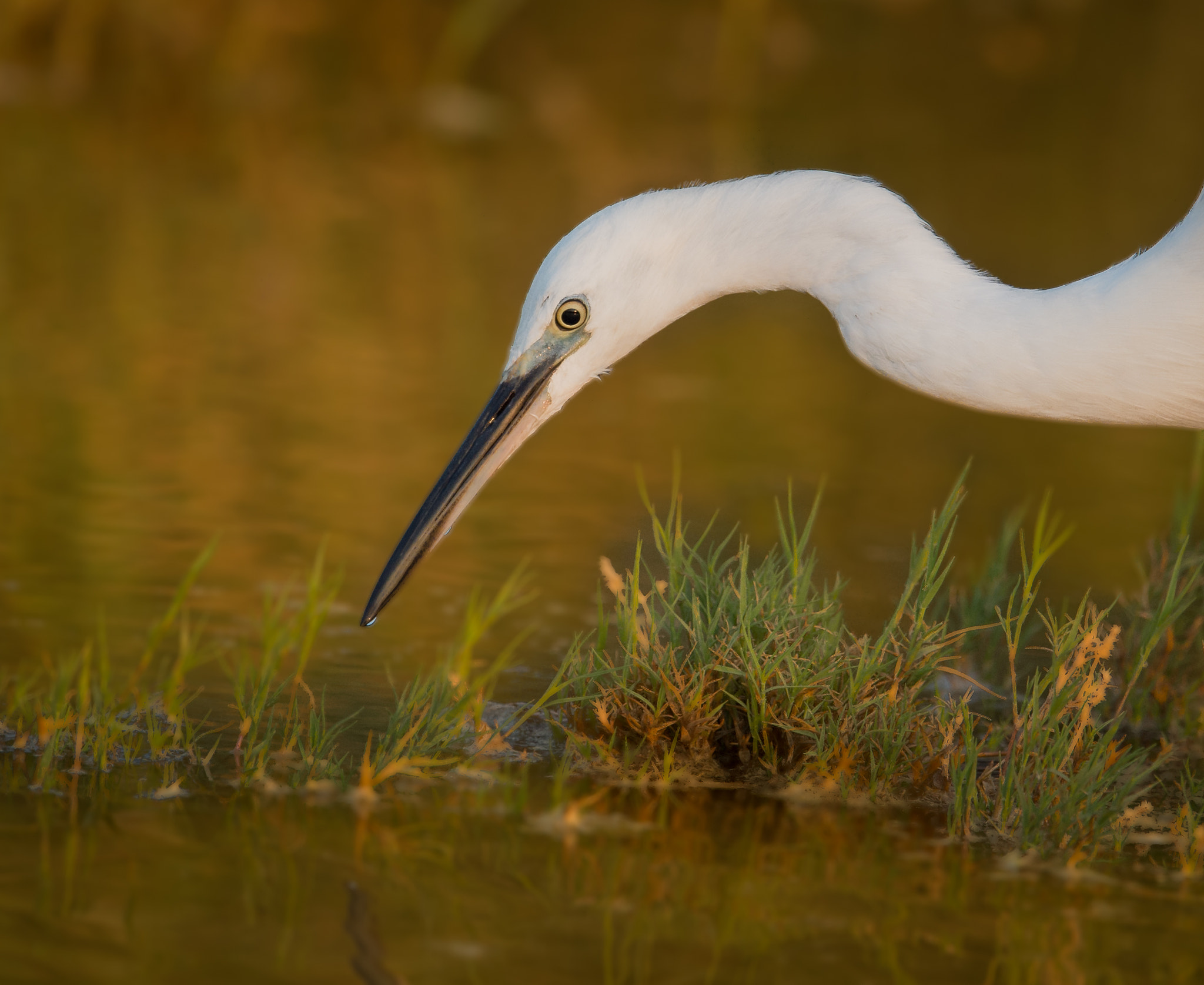 Nikon AF-S Nikkor 600mm F4E FL ED VR sample photo. Little egret photography