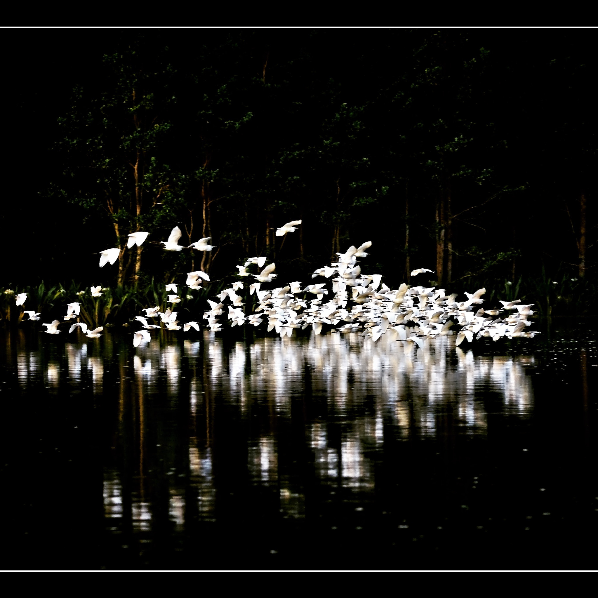 Canon EOS-1D Mark III sample photo. Cattle egrets flocking on their way to roost in the daintree photography