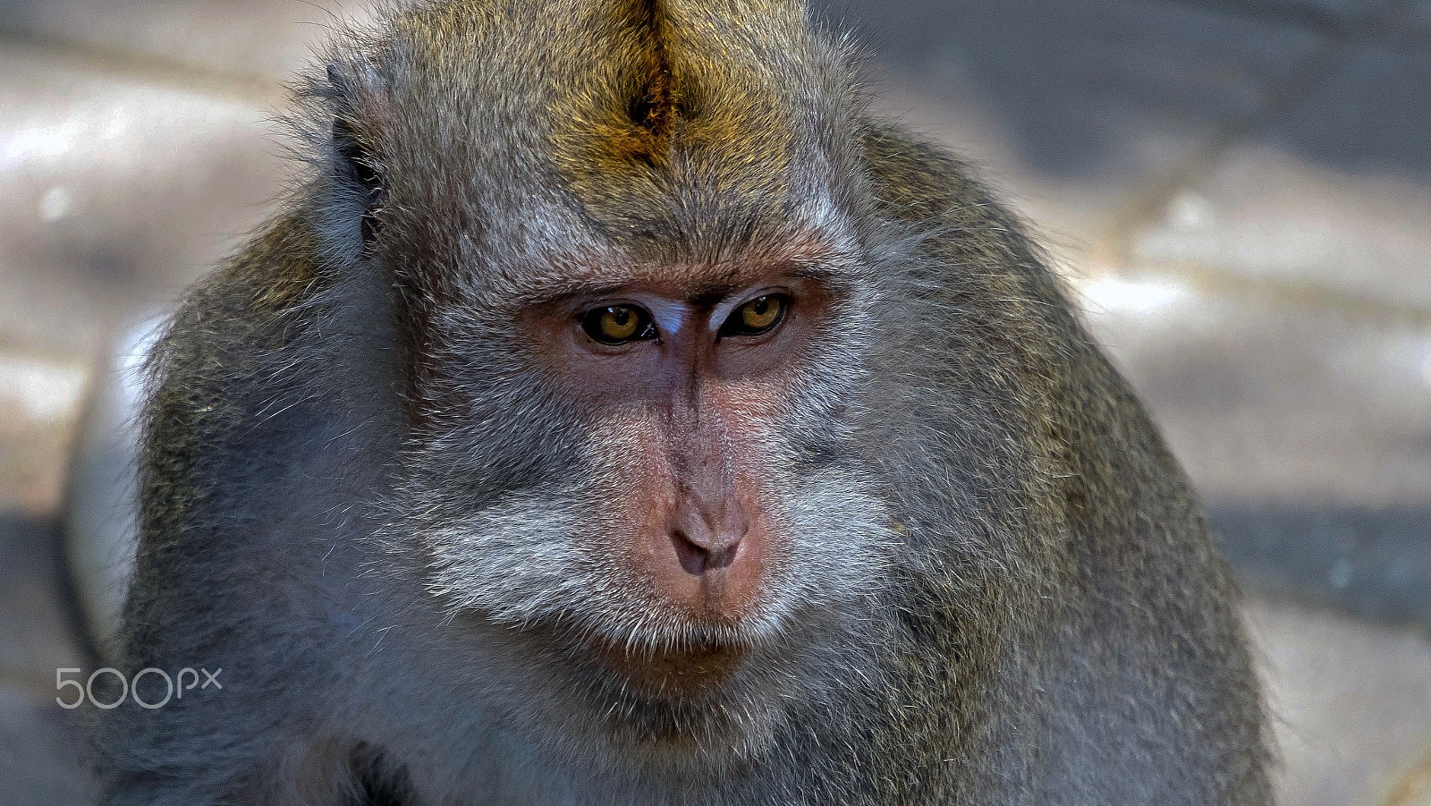 Sony E 55-210mm F4.5-6.3 OSS sample photo. Monkey up close photography