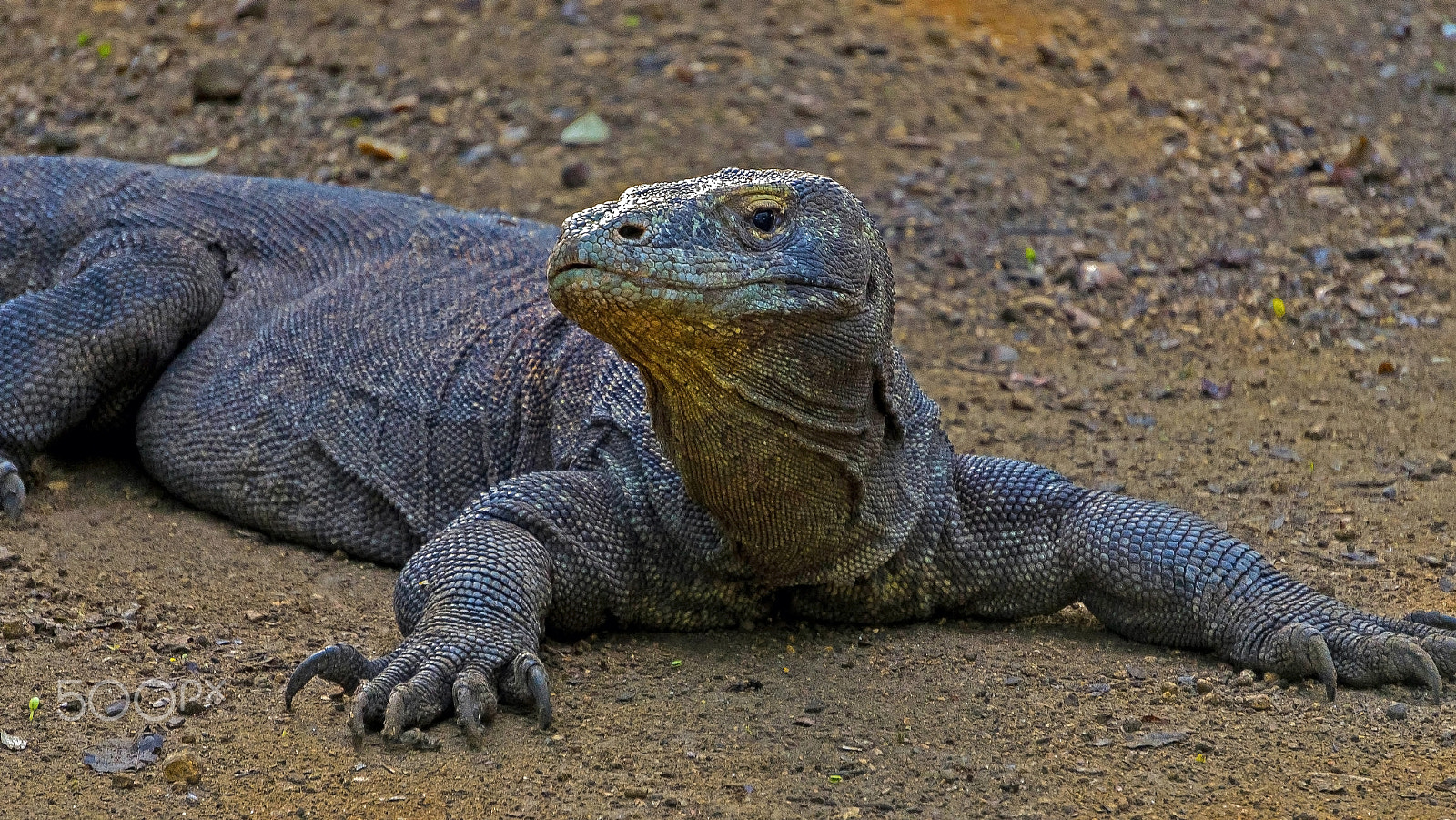 Sony a7 sample photo. Komodo dragon close up and personal photography