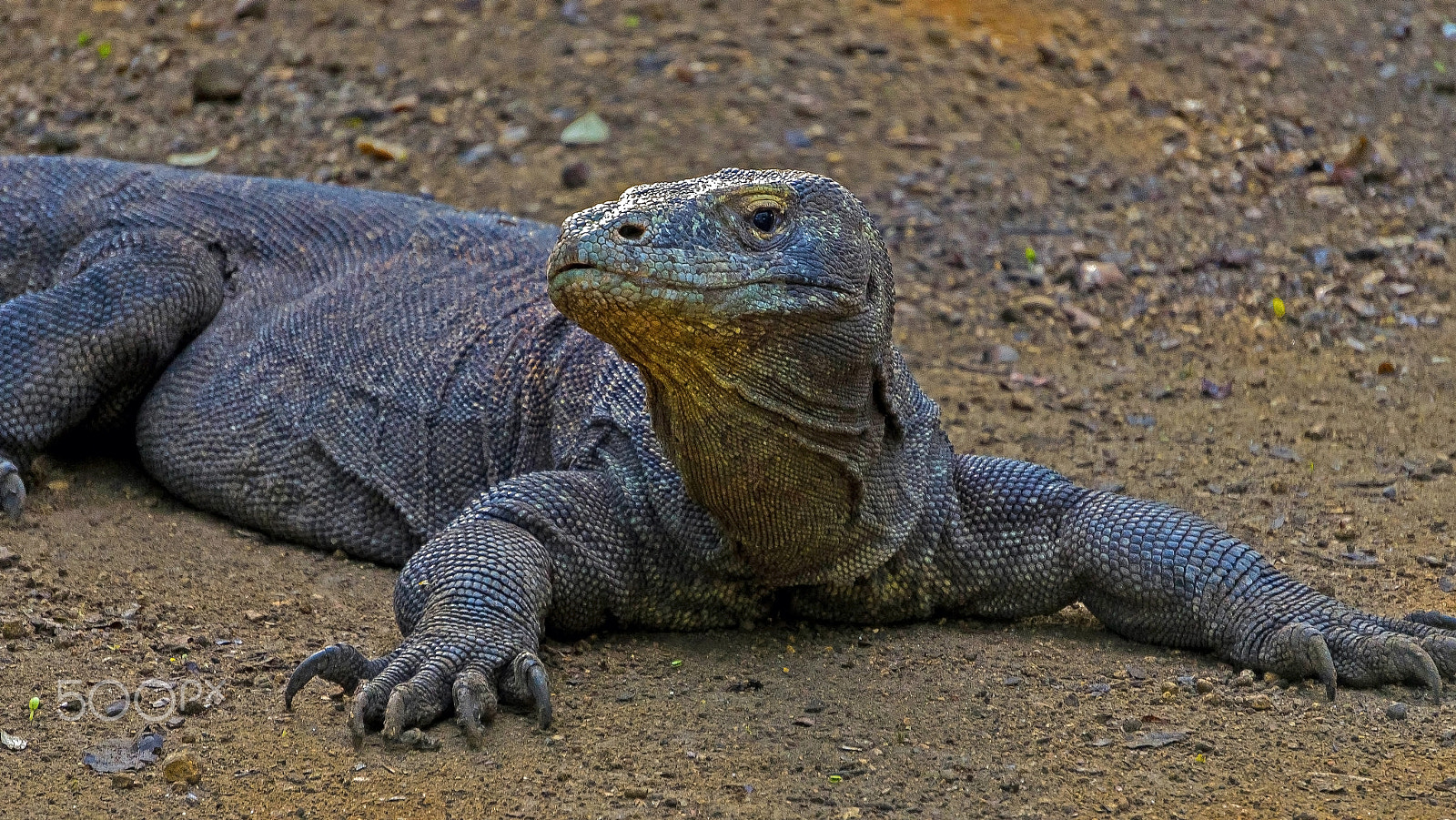 Sony E 55-210mm F4.5-6.3 OSS sample photo. Komodo dragon close up and personal photography