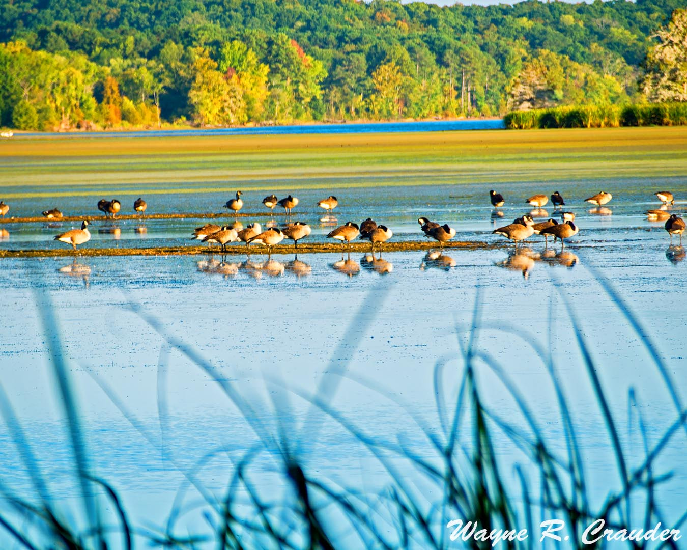 Panasonic Lumix DMC-GF5 sample photo. Canadian geese oct photography