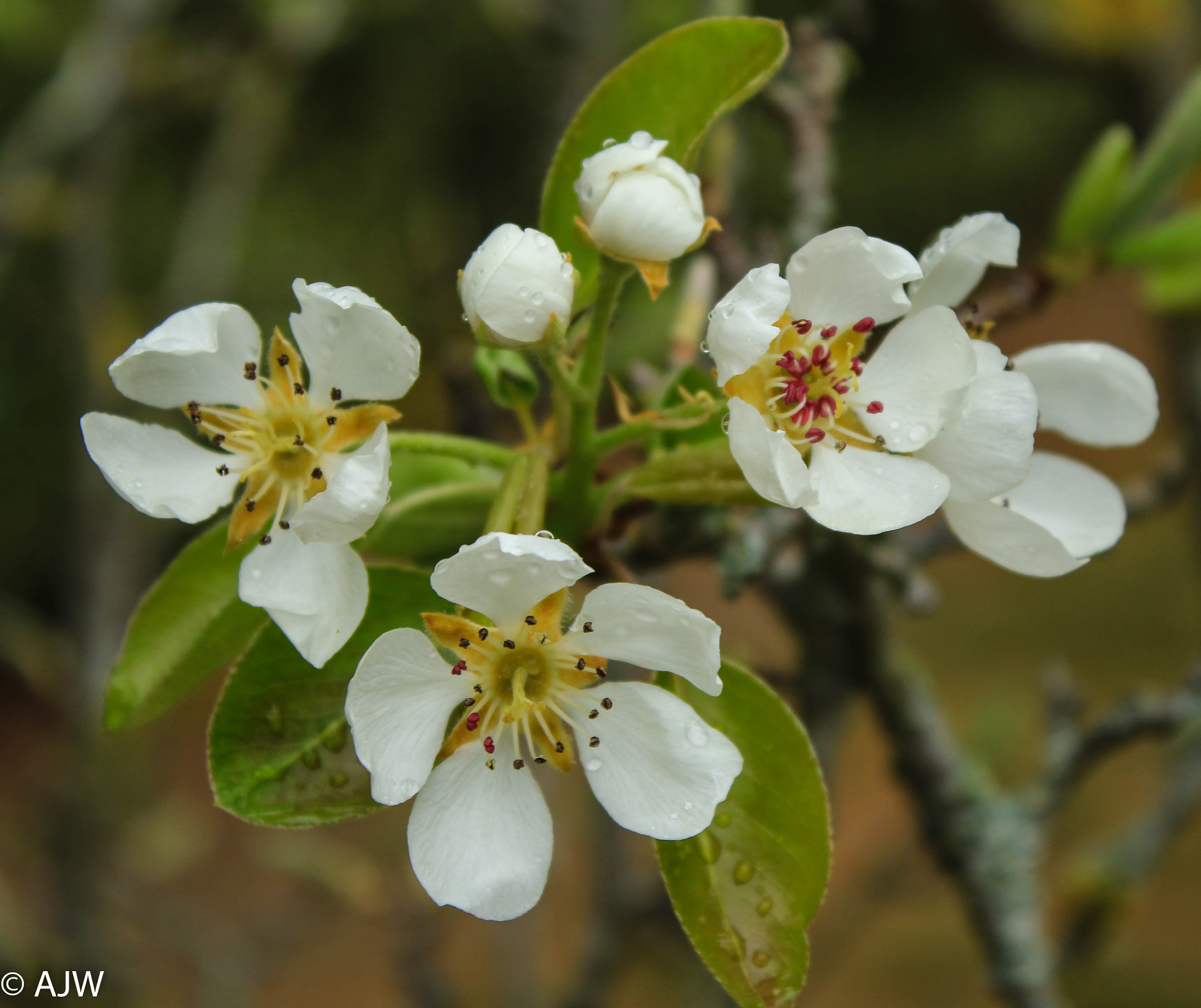 Canon EOS 7D Mark II sample photo. Pear blossom photography