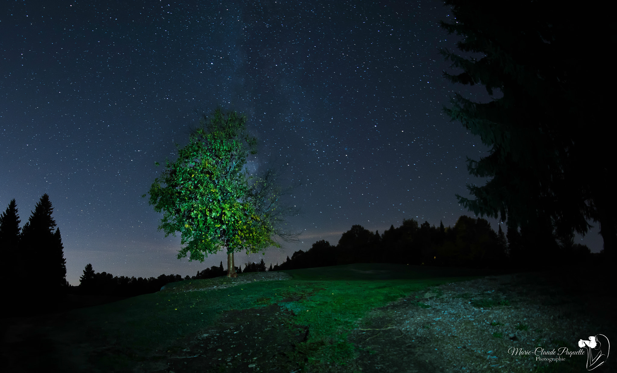 Nikon D810 + Samyang 12mm F2.8 ED AS NCS Fisheye sample photo. L'arbre photography