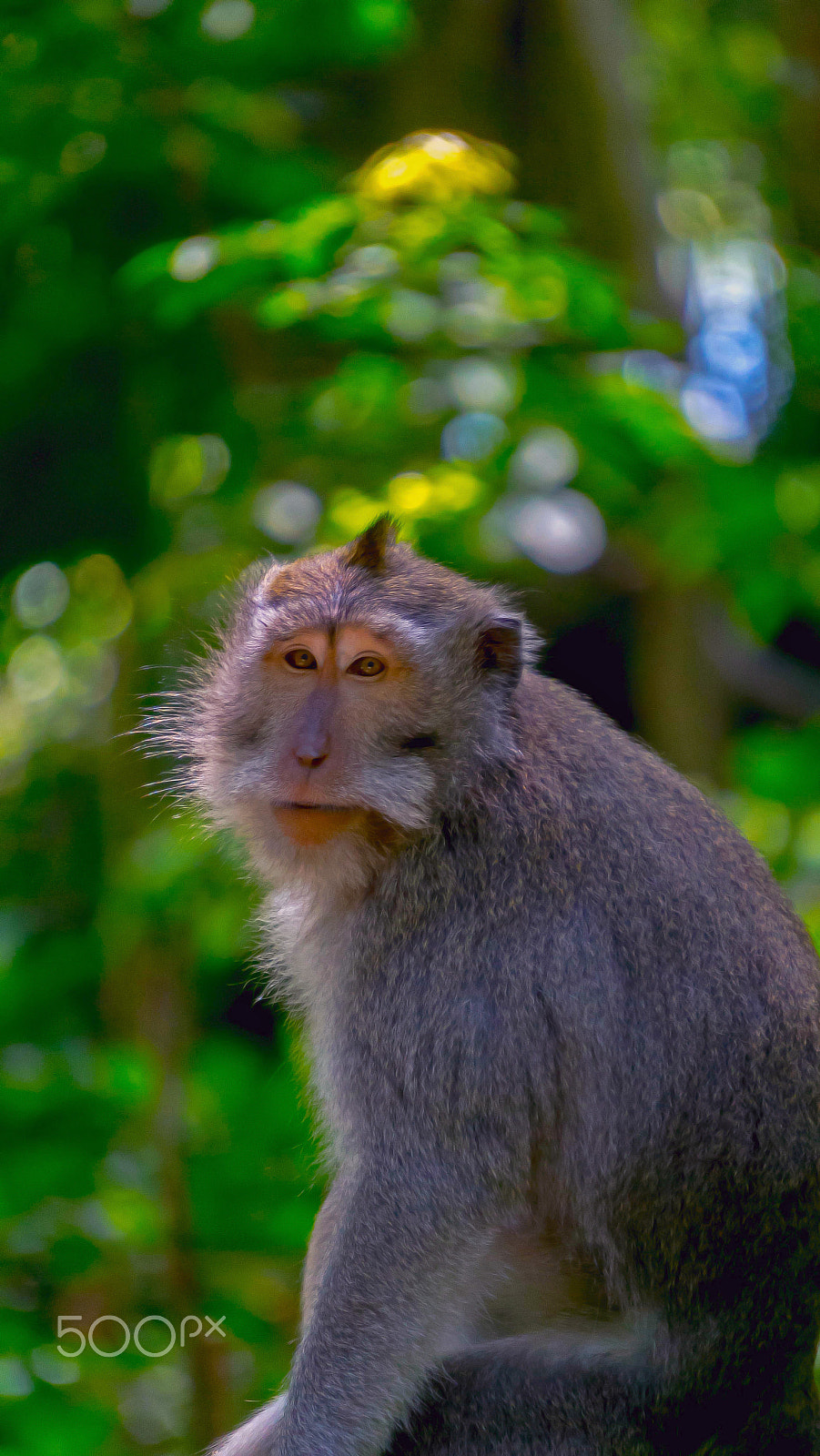 Sony E 55-210mm F4.5-6.3 OSS sample photo. Monkey model photography