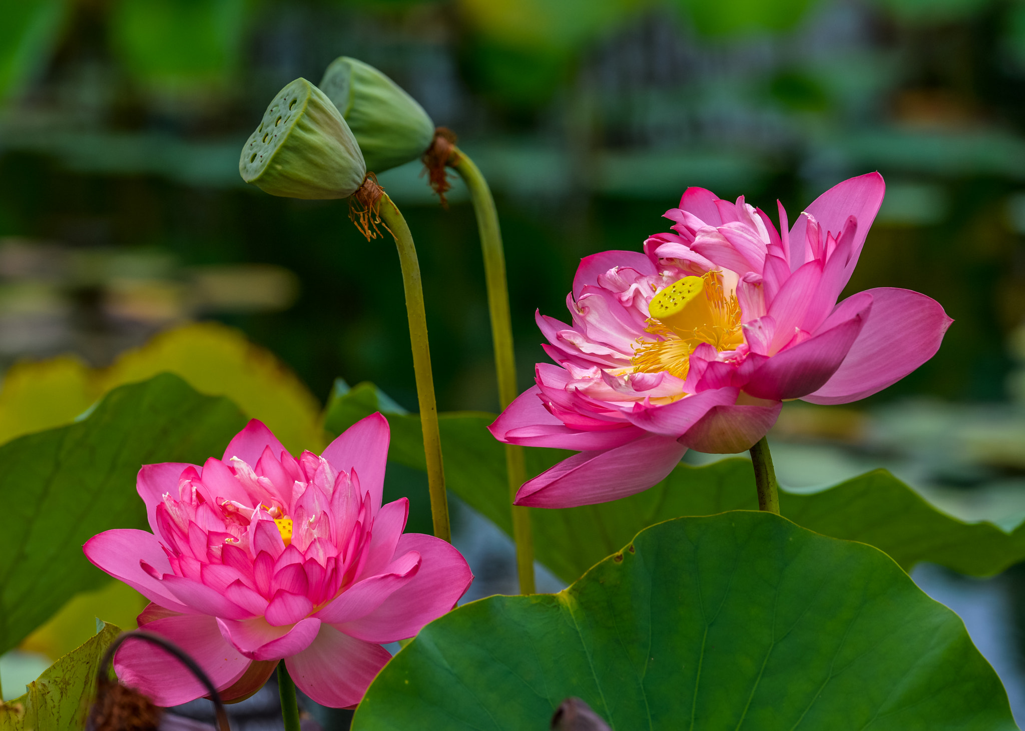 Nikon D610 sample photo. Lotus blossoms photography