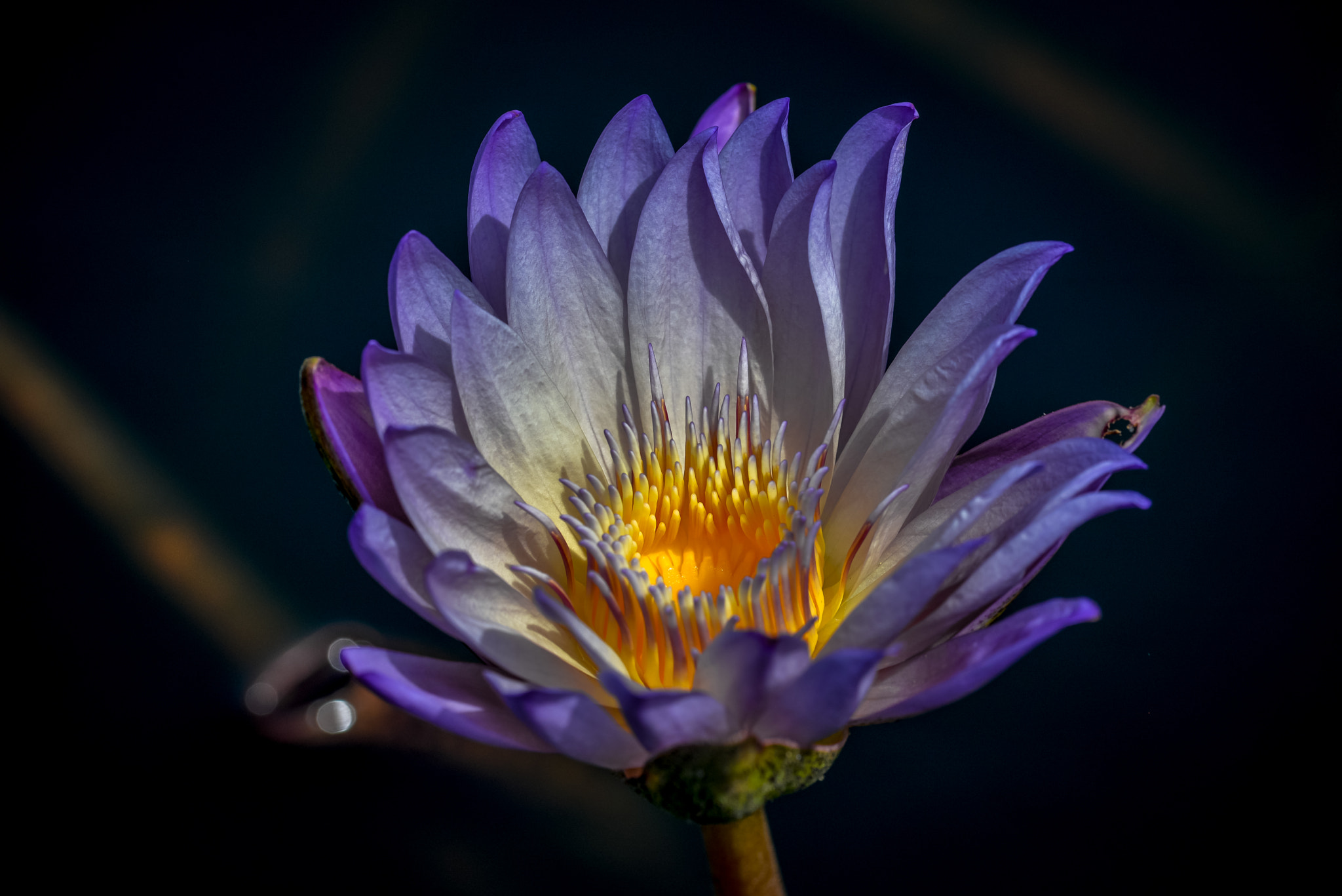 Nikon D610 sample photo. Water lilly photography