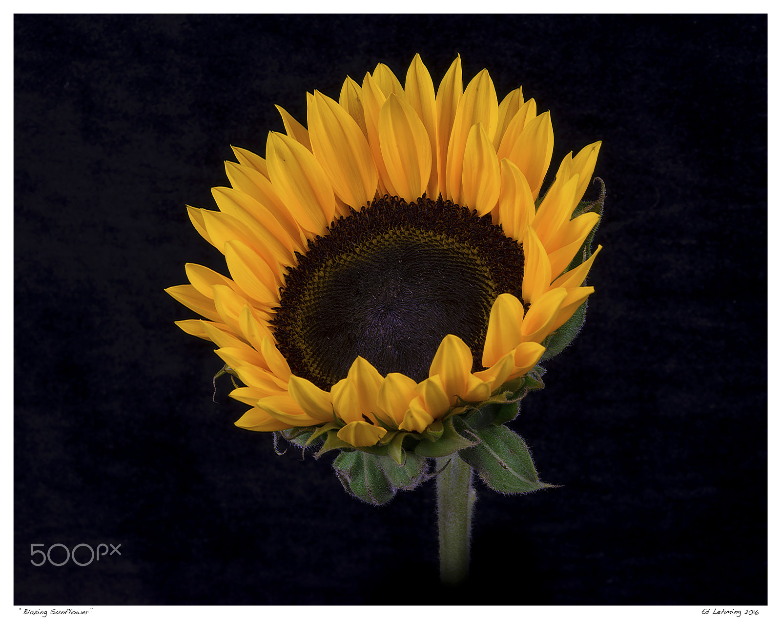 Nikon D800 sample photo. Blazing sunflower photography