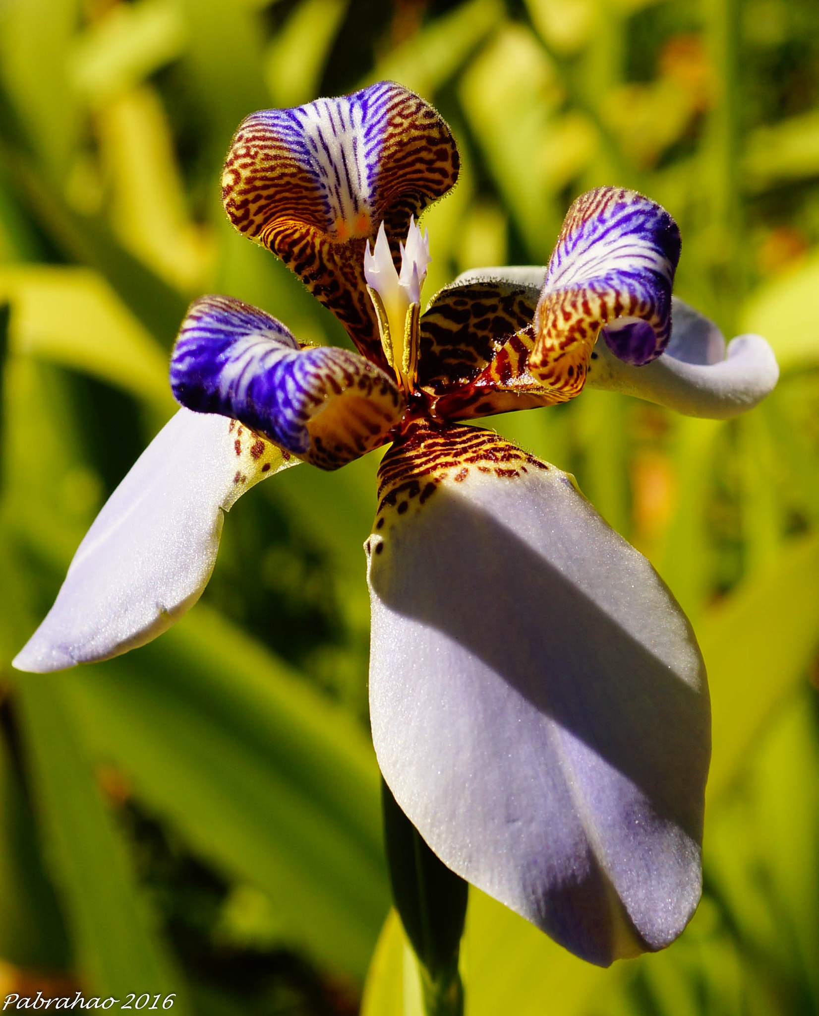 Sony SLT-A57 sample photo. Orquídea photography