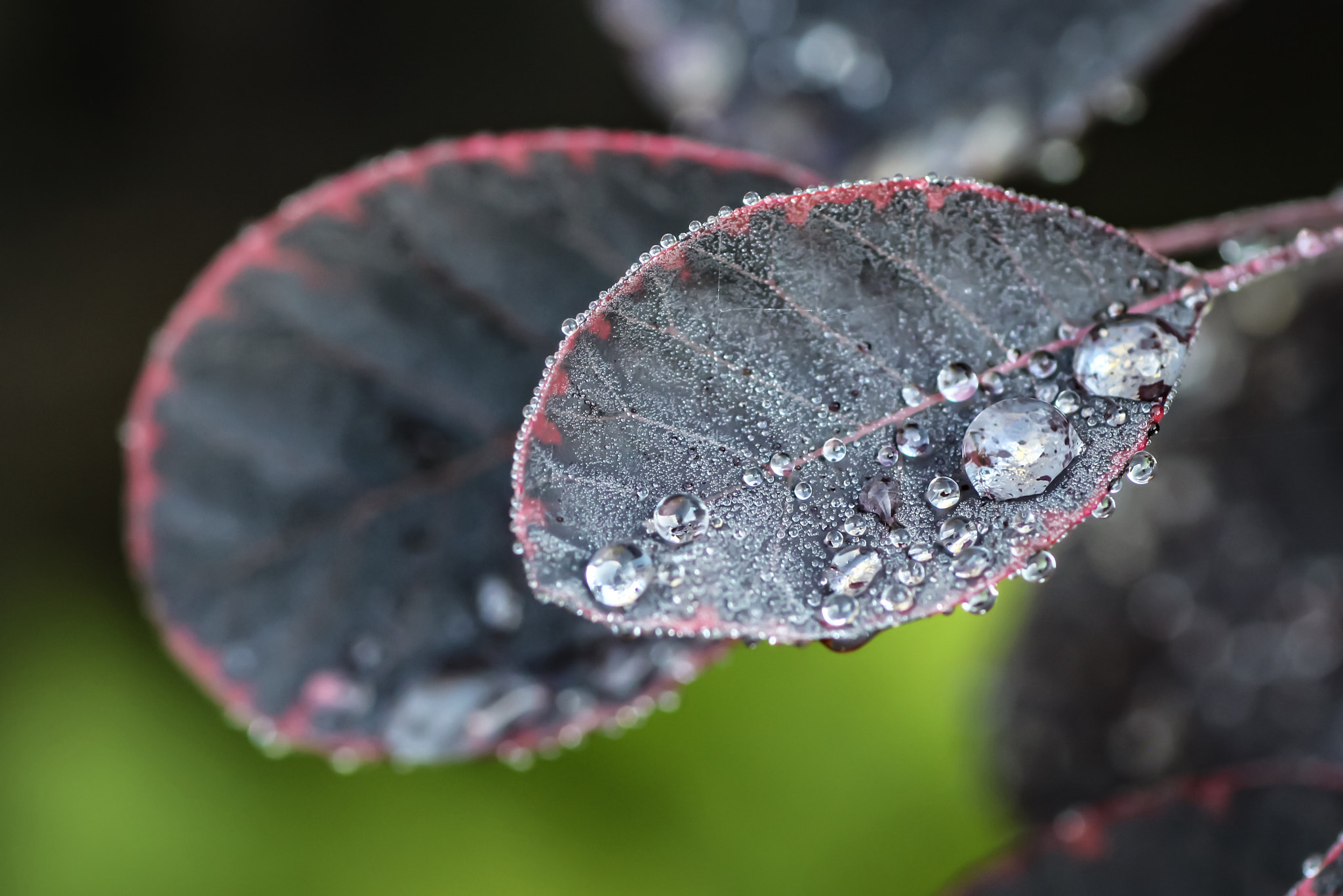 Canon EOS 700D (EOS Rebel T5i / EOS Kiss X7i) + Canon EF 100mm F2.8 Macro USM sample photo. Rain also has its beautiful sides photography