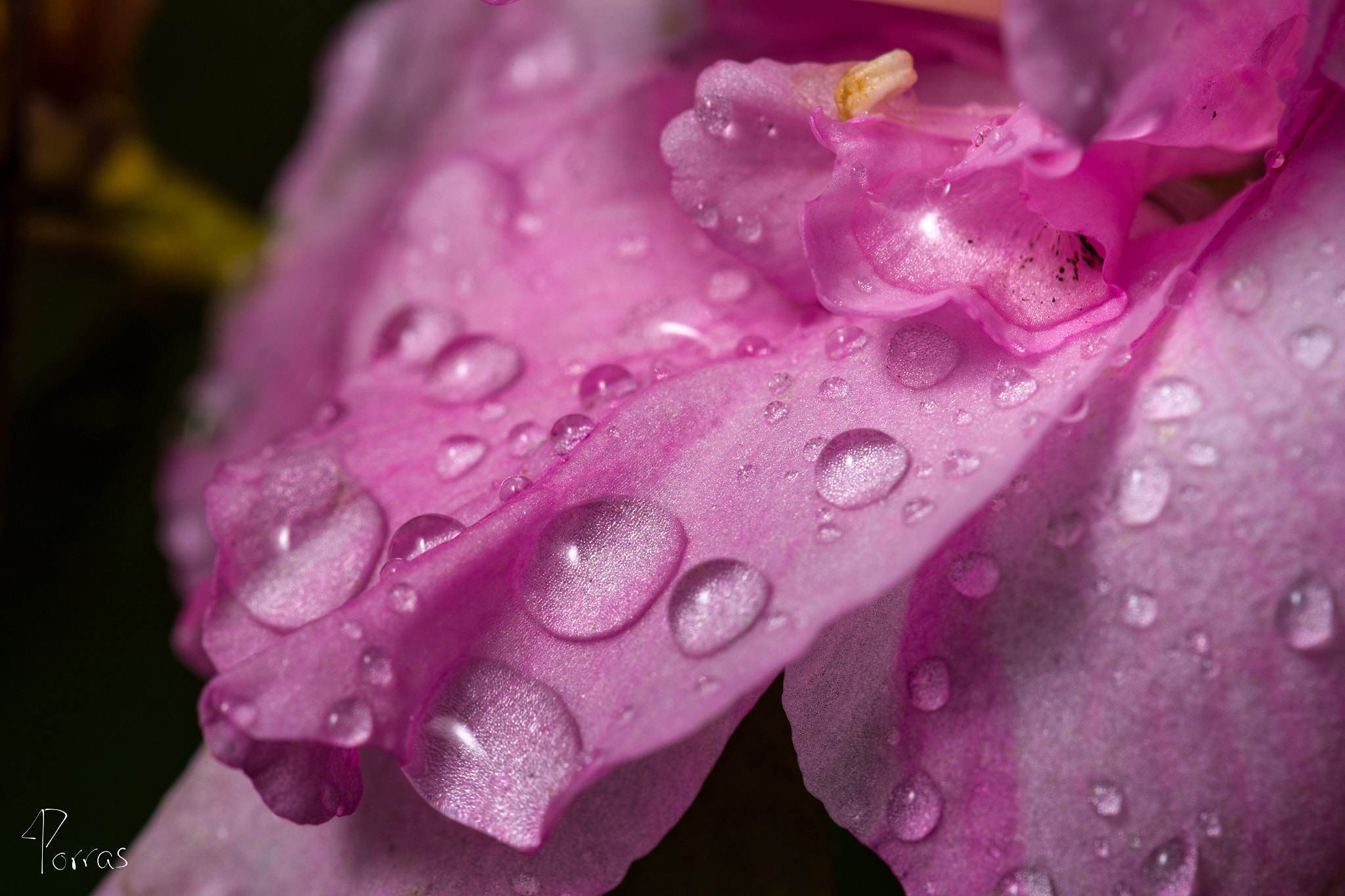 Nikon AF-S DX Micro-Nikkor 85mm F3.5G ED VR sample photo. Pink and water photography