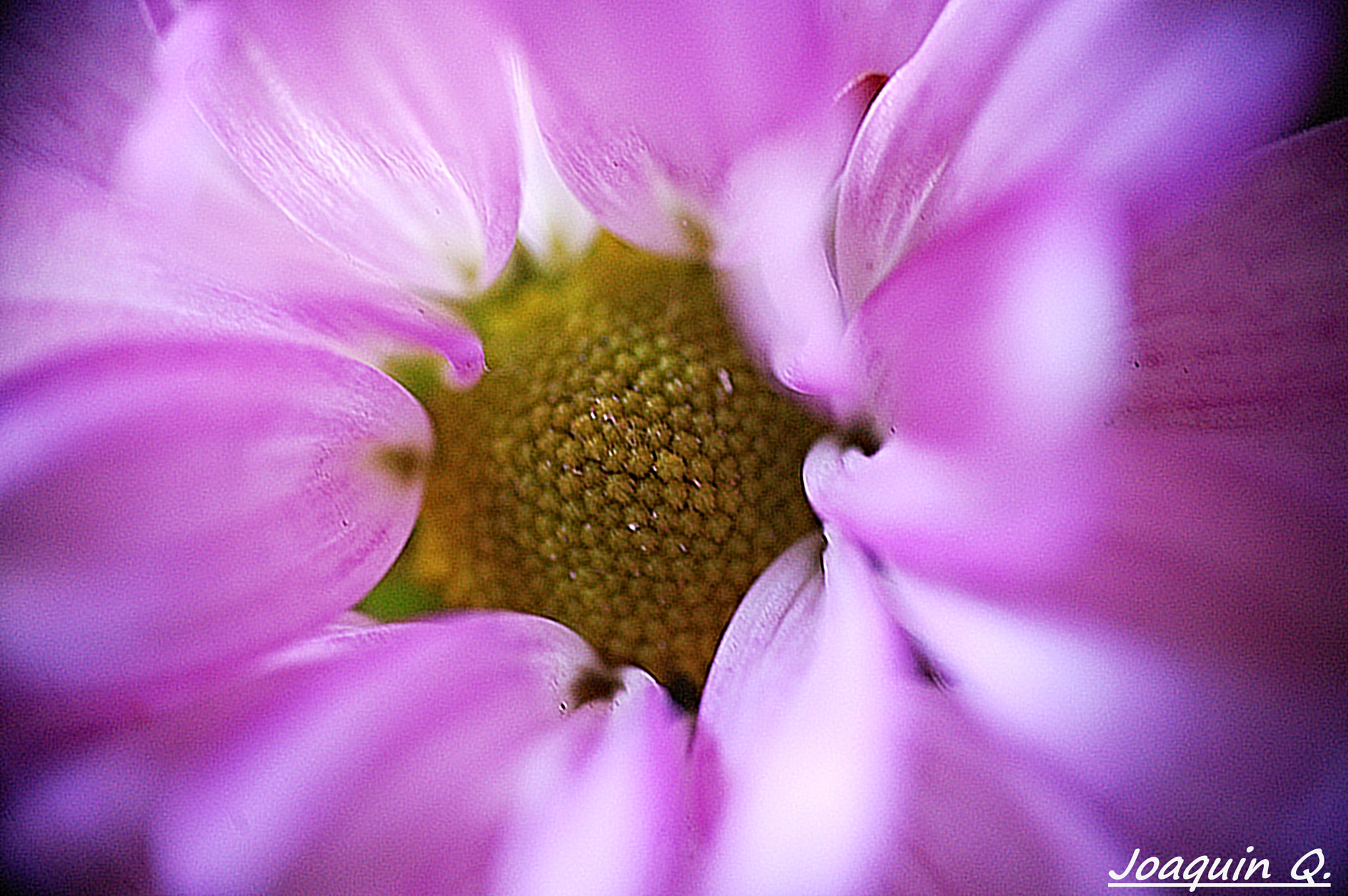 Nikon D40 sample photo. Aprox crisantemo photography