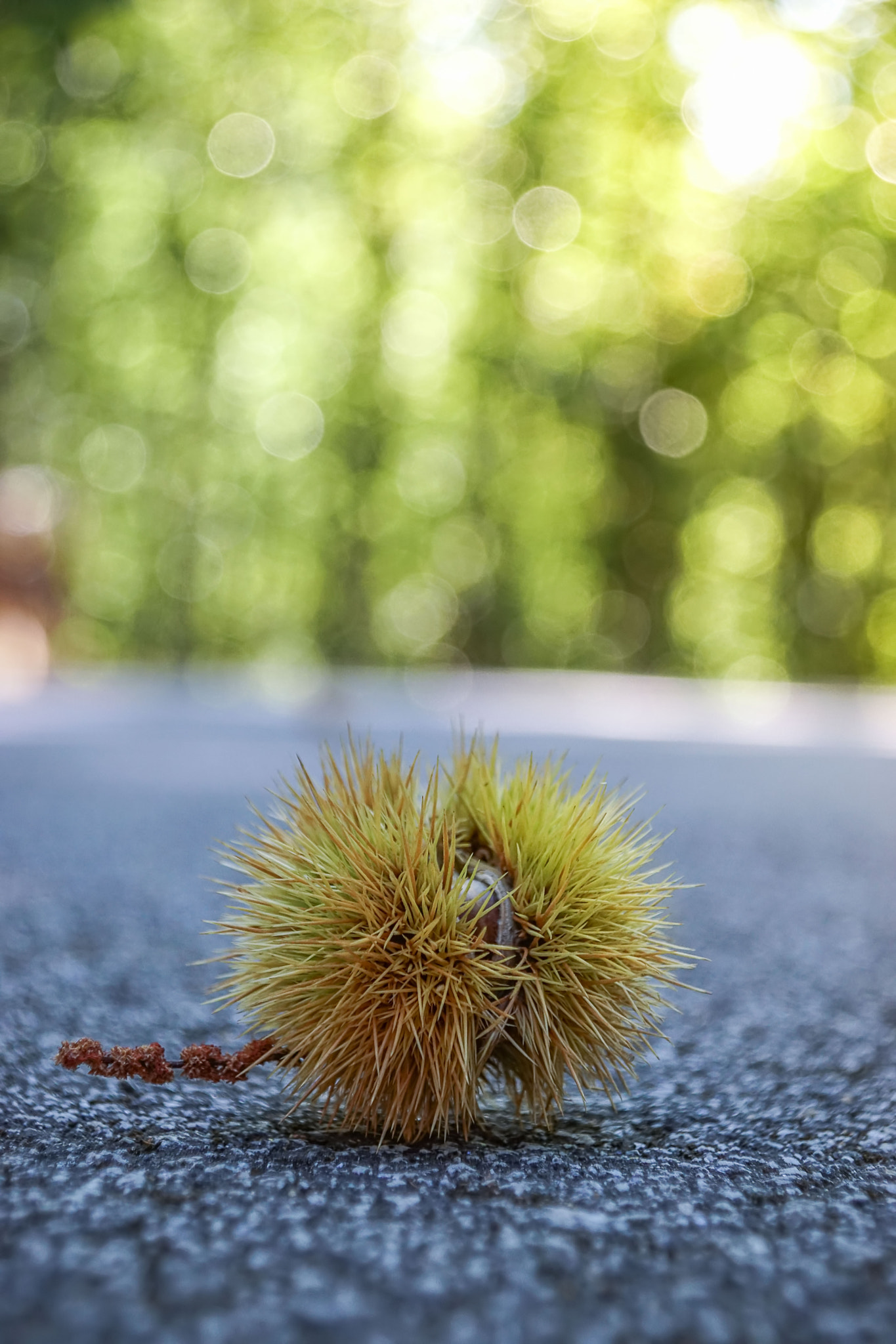 Sony DT 16-105mm F3.5-5.6 sample photo. The autumn has come! photography