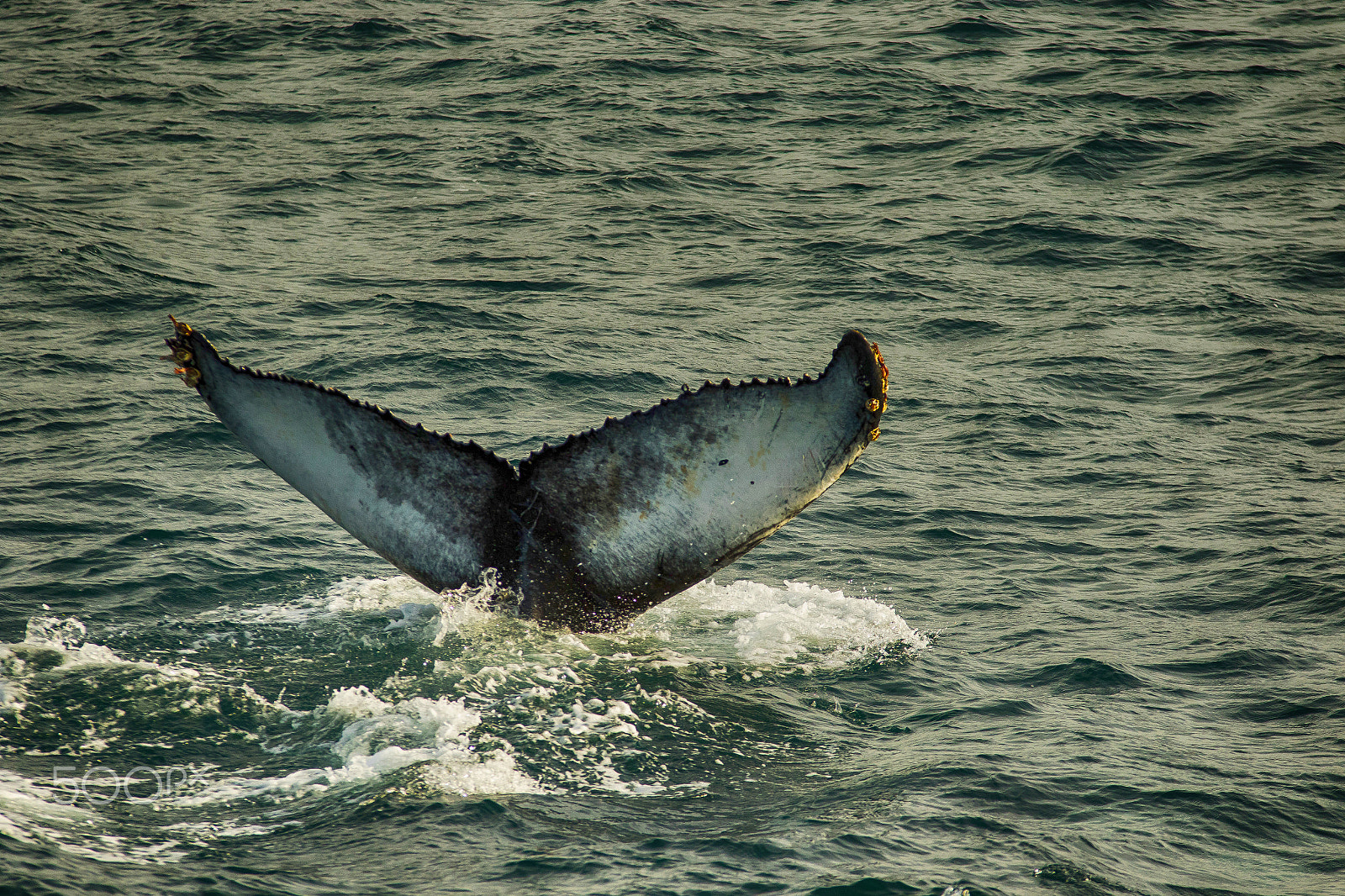 Canon EOS 7D Mark II + Sigma 70-200mm F2.8 EX DG OS HSM sample photo. Whale photography