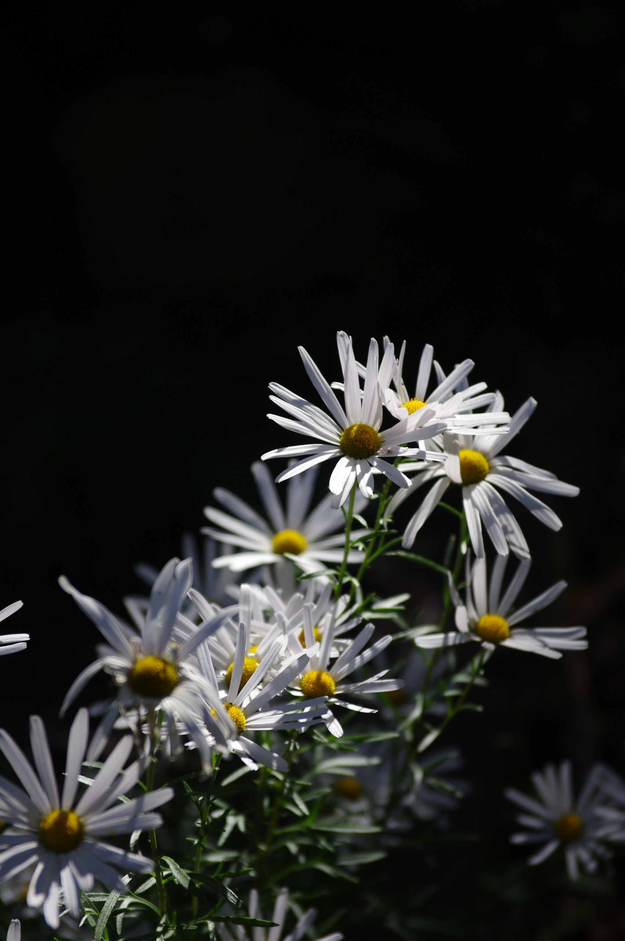 Pentax smc DA 17-70mm F4.0 AL (IF) SDM sample photo