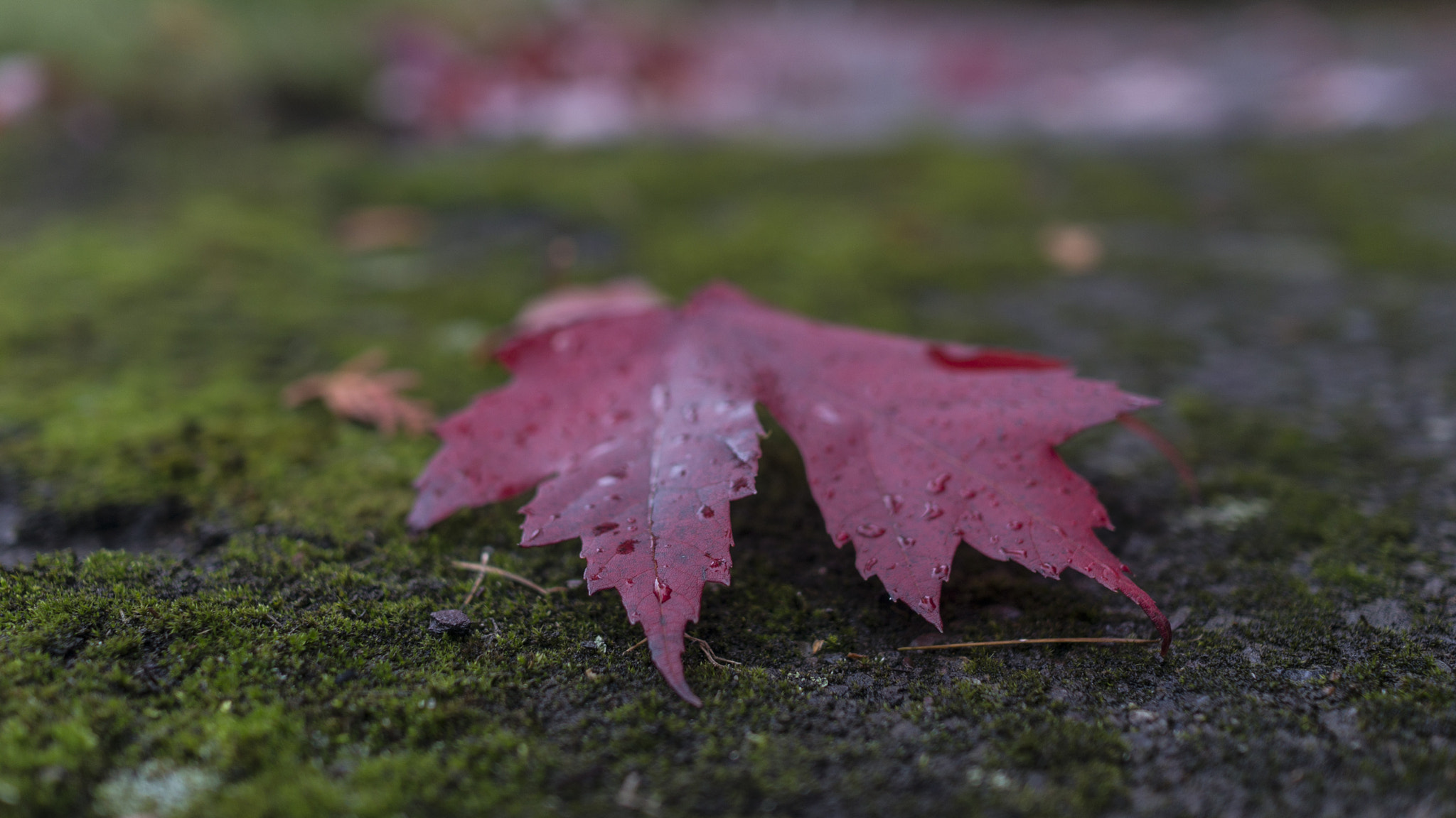 Sony Alpha NEX-6 + Sony Sonnar T* E 24mm F1.8 ZA sample photo. Return photography