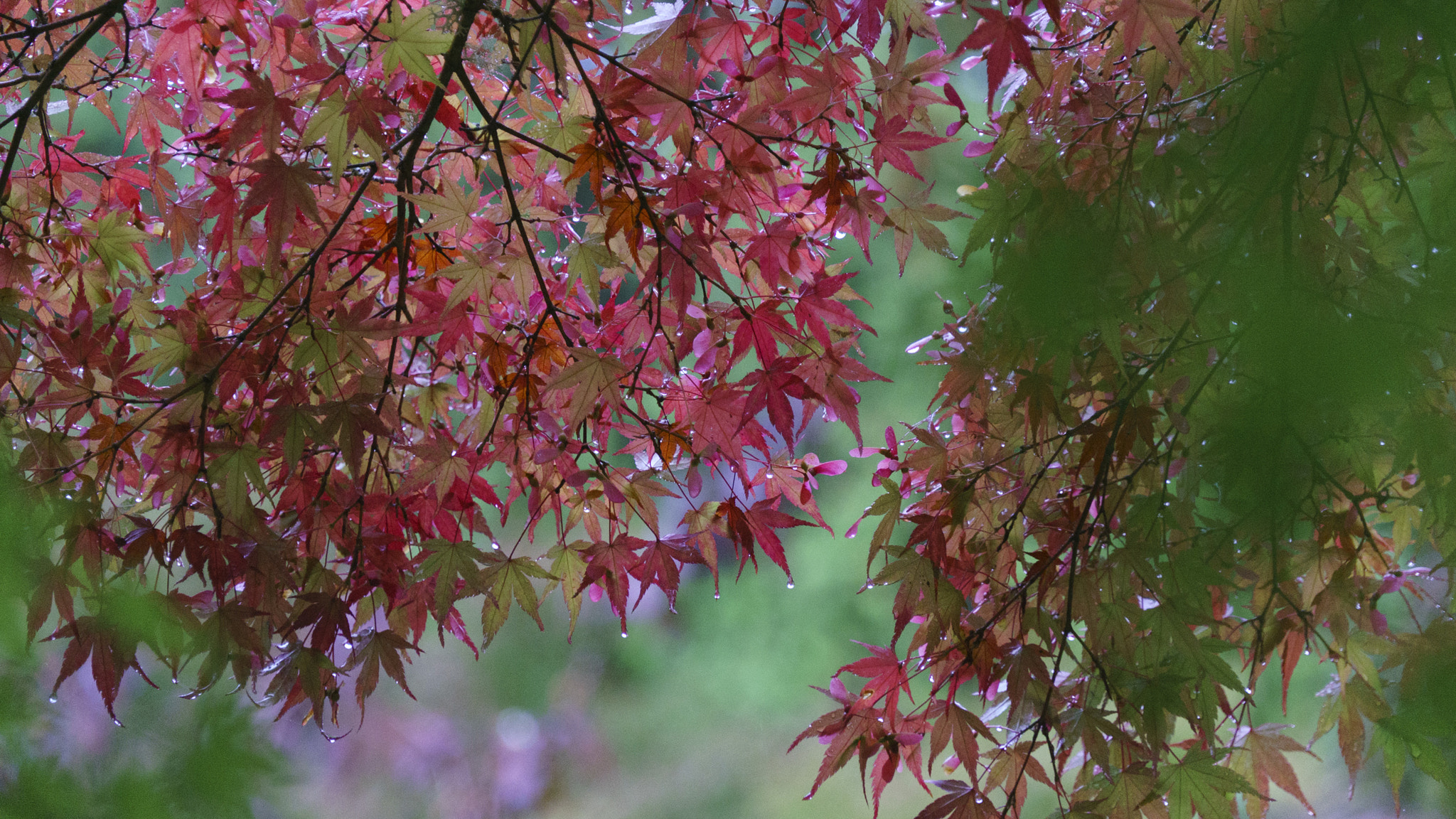 Sony E 18-200mm F3.5-6.3 OSS sample photo. Season of red leaves photography