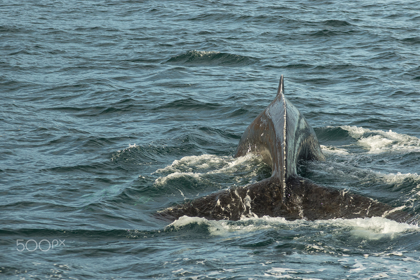 Canon EOS 7D Mark II sample photo. Whale photography