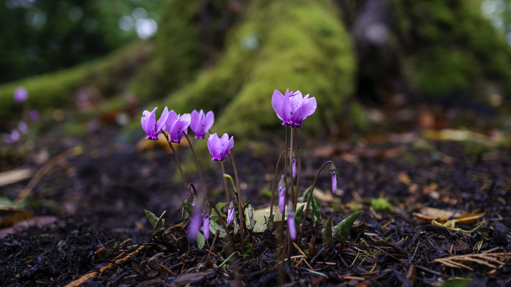 Sony Alpha NEX-6 + Sony Sonnar T* E 24mm F1.8 ZA sample photo. Whisper photography