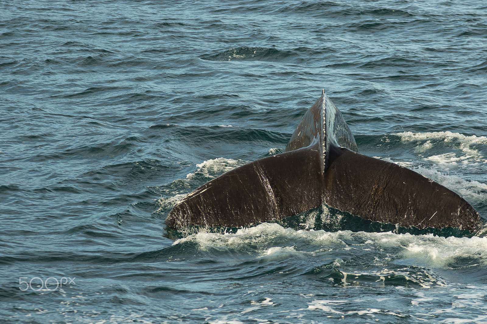 Canon EOS 7D Mark II + Sigma 70-200mm F2.8 EX DG OS HSM sample photo. Whale photography