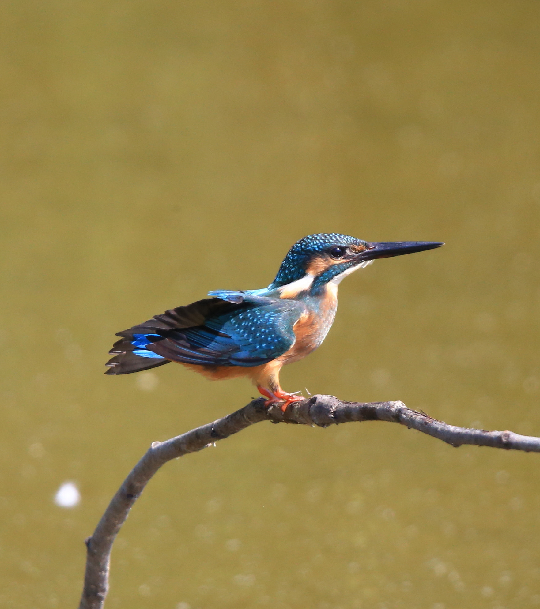 Canon EF 600mm F4L IS II USM sample photo. 245 photography