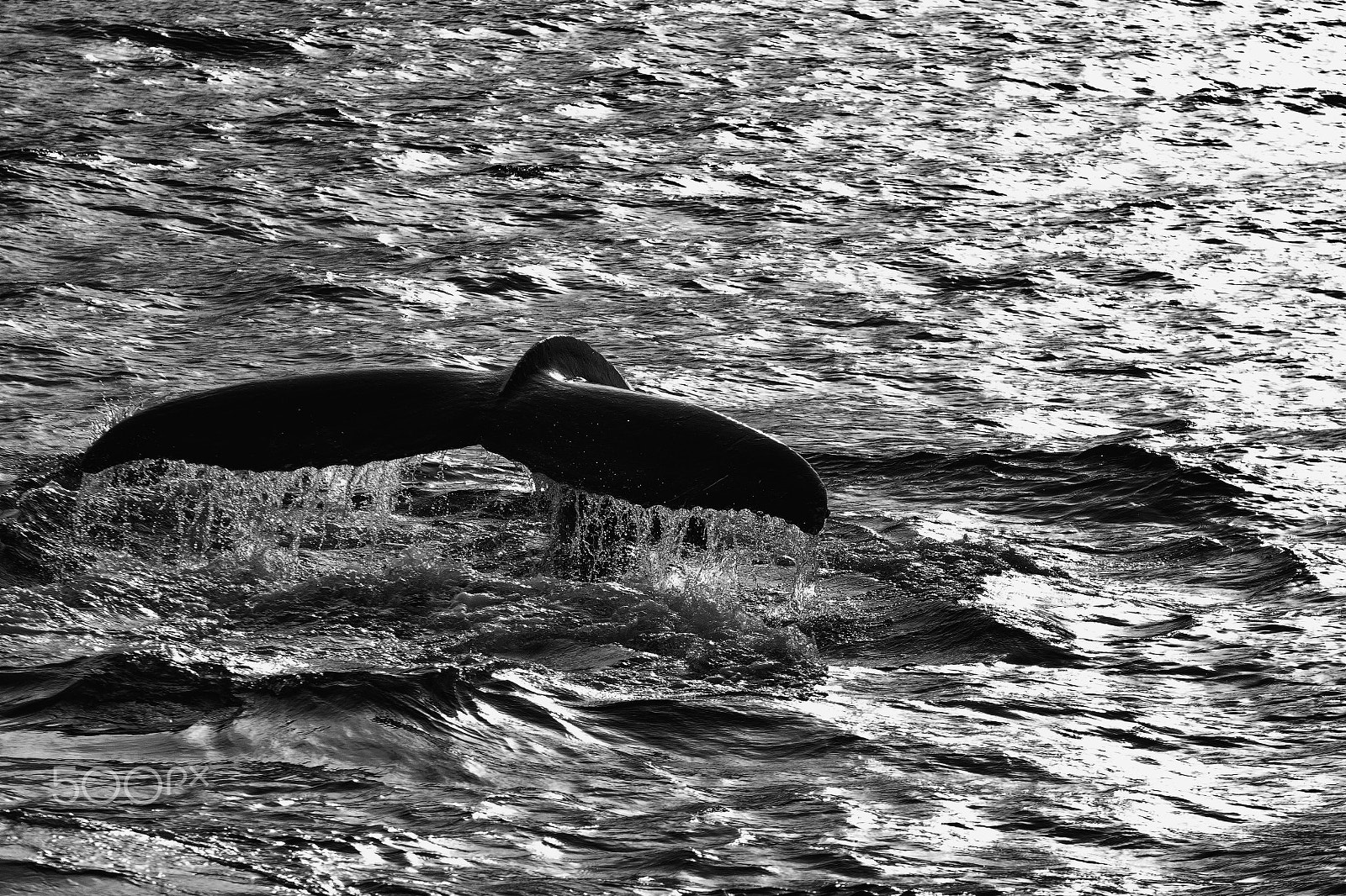 Sigma 70-200mm F2.8 EX DG OS HSM sample photo. Whale photography