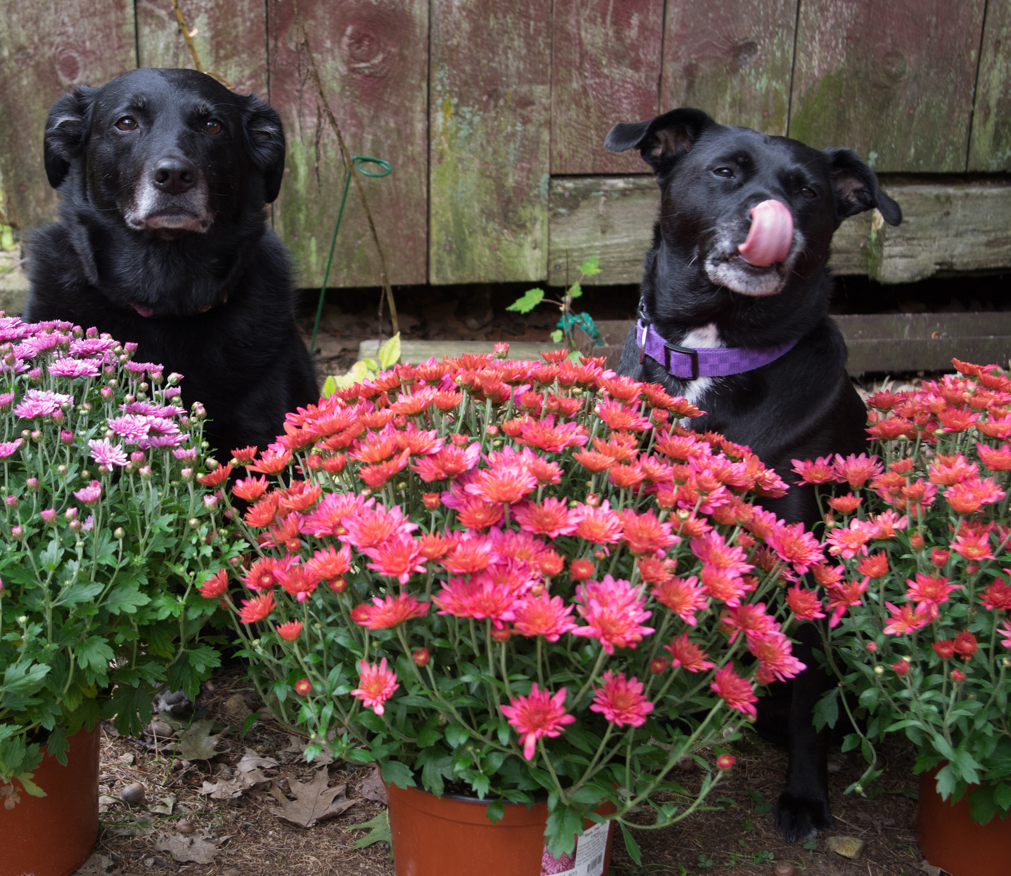 Pentax smc DA 18-55mm F3.5-5.6 AL sample photo. Chloe and zoey photography