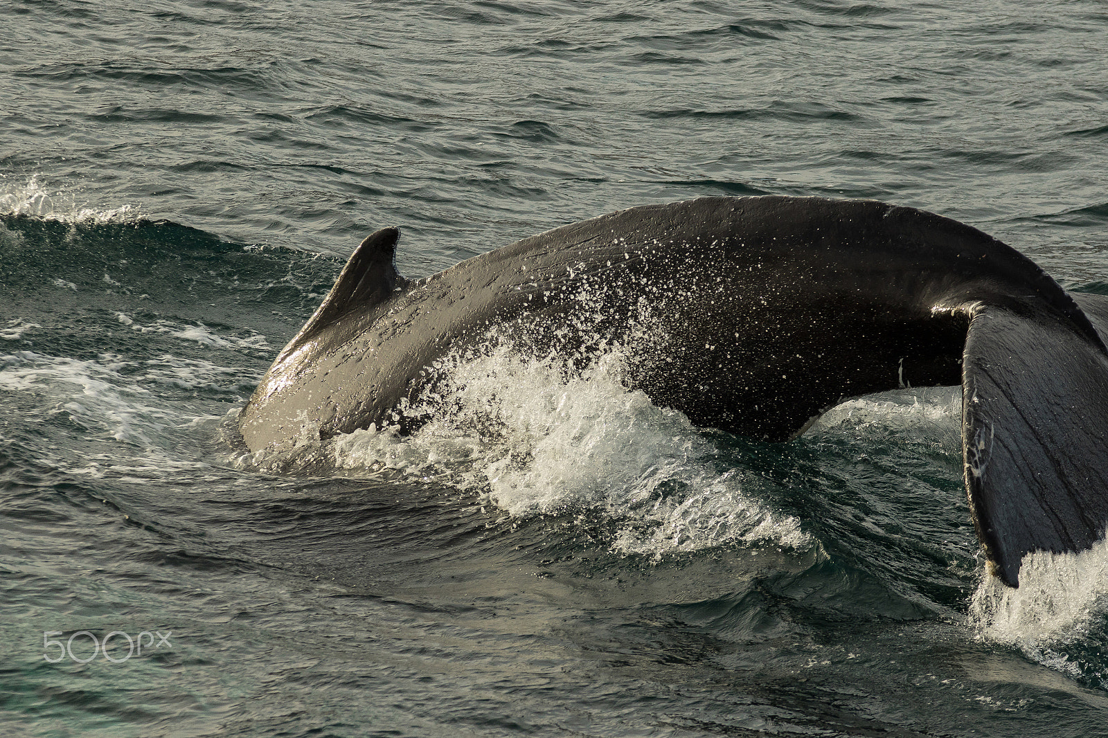 Sigma 70-200mm F2.8 EX DG OS HSM sample photo. Whale photography