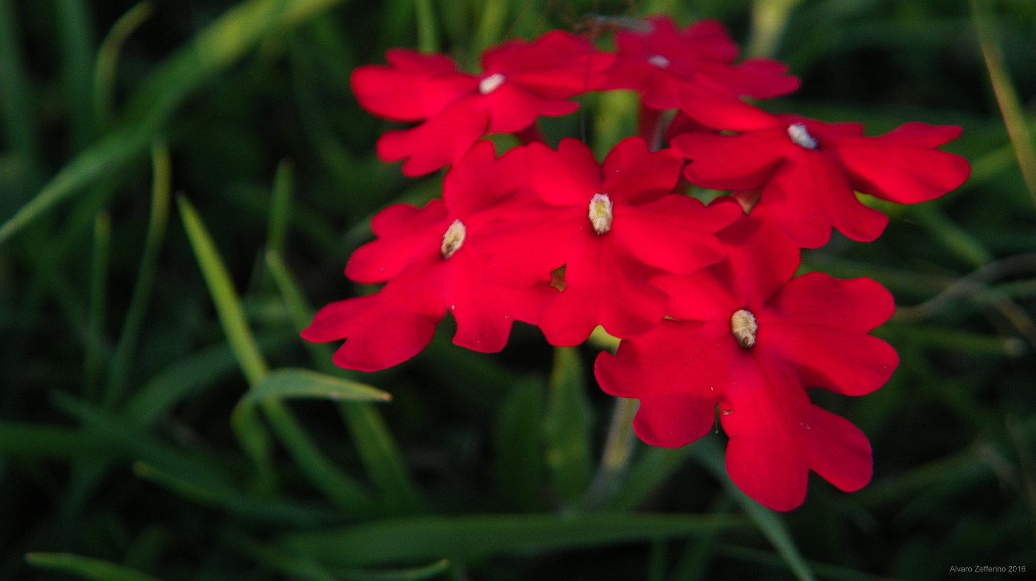 Kodak EasyShare Z981 sample photo. Flores rojas silvestres photography