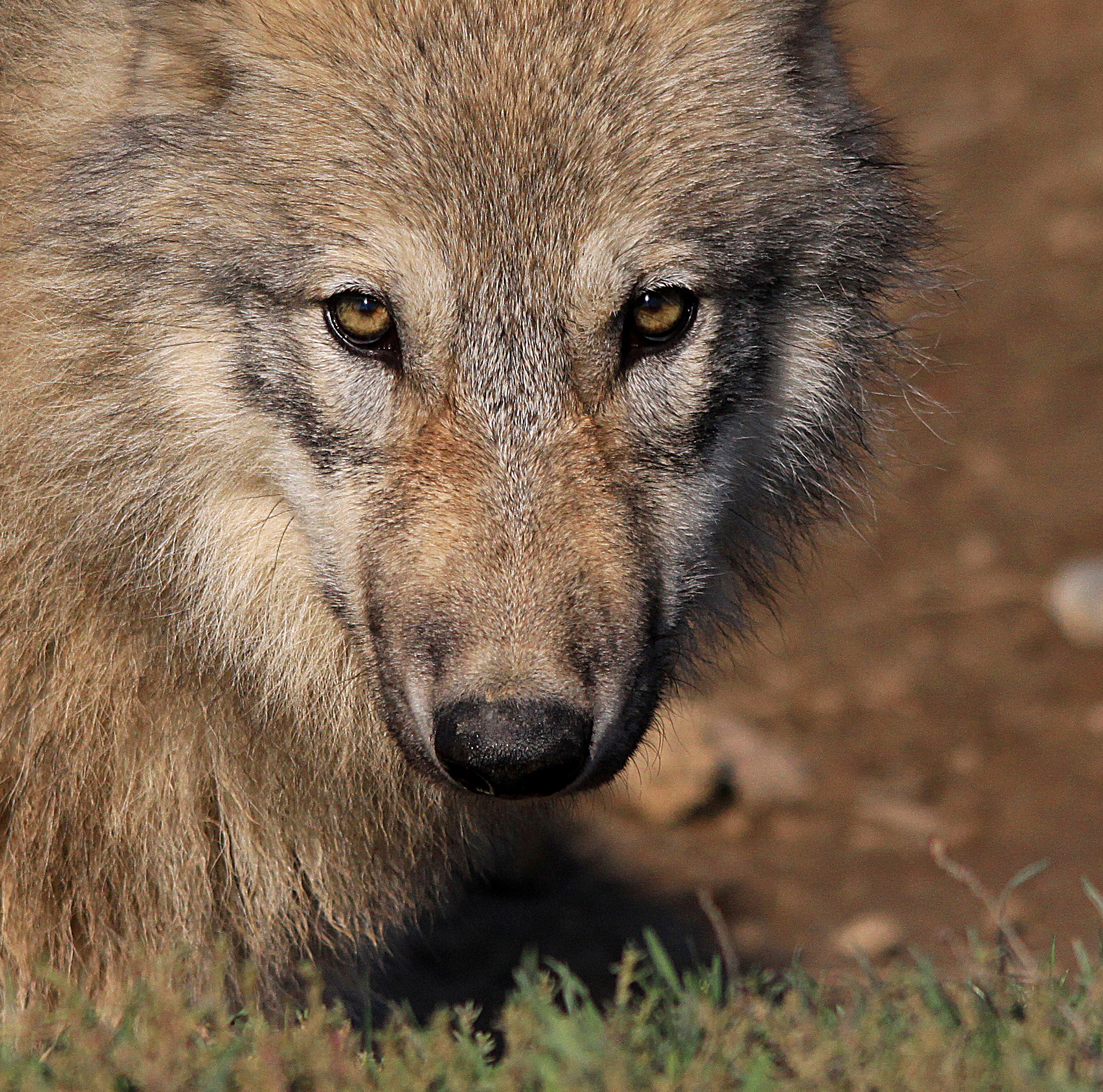 Sigma 150-500mm F5-6.3 DG OS HSM sample photo. Wolf portrait photography