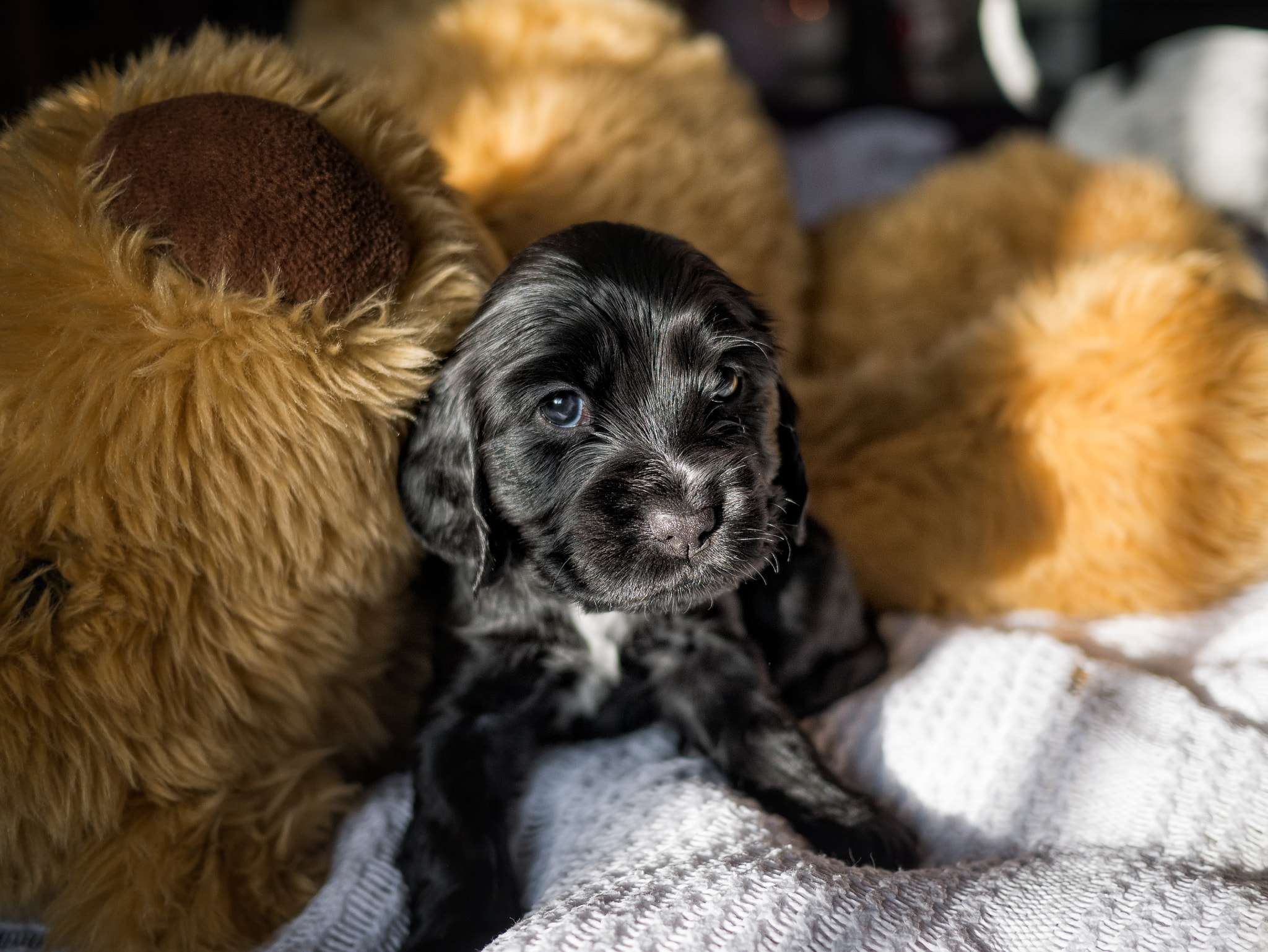 Panasonic Lumix DMC-G7 + Panasonic Lumix G 20mm F1.7 ASPH sample photo. Maddie, the new puppy. photography