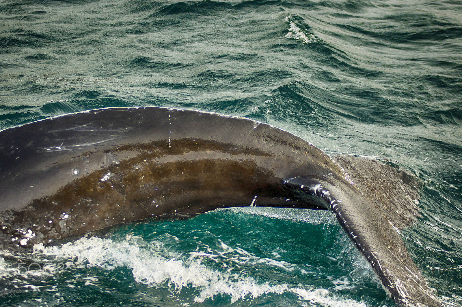 Sigma 70-200mm F2.8 EX DG OS HSM sample photo. Whale photography