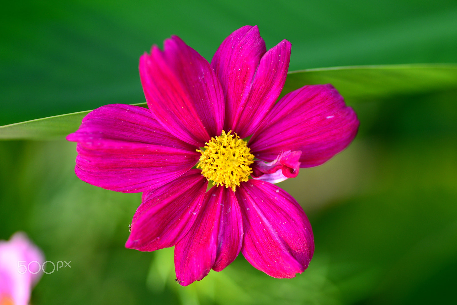 Nikon D600 sample photo. Vivid pink photography