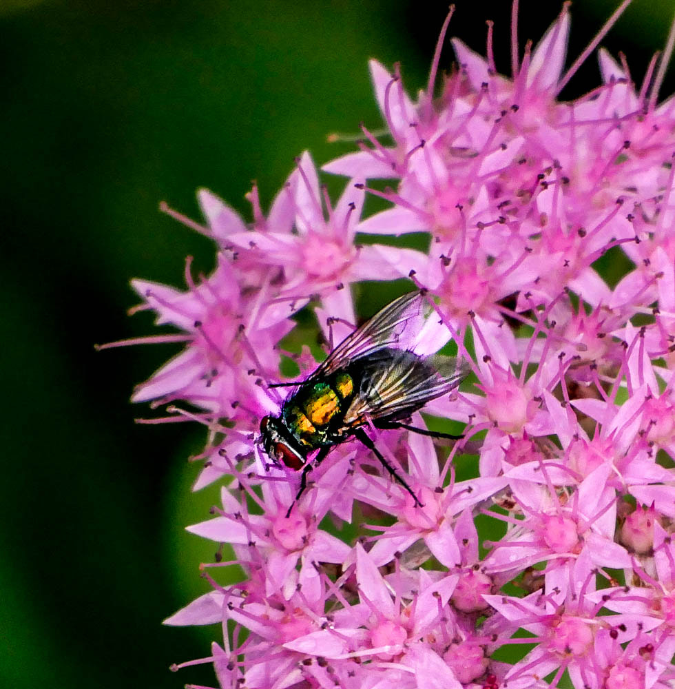 Panasonic Lumix DMC-GX85 (Lumix DMC-GX80 / Lumix DMC-GX7 Mark II) sample photo. Buzz above the flower cu photography