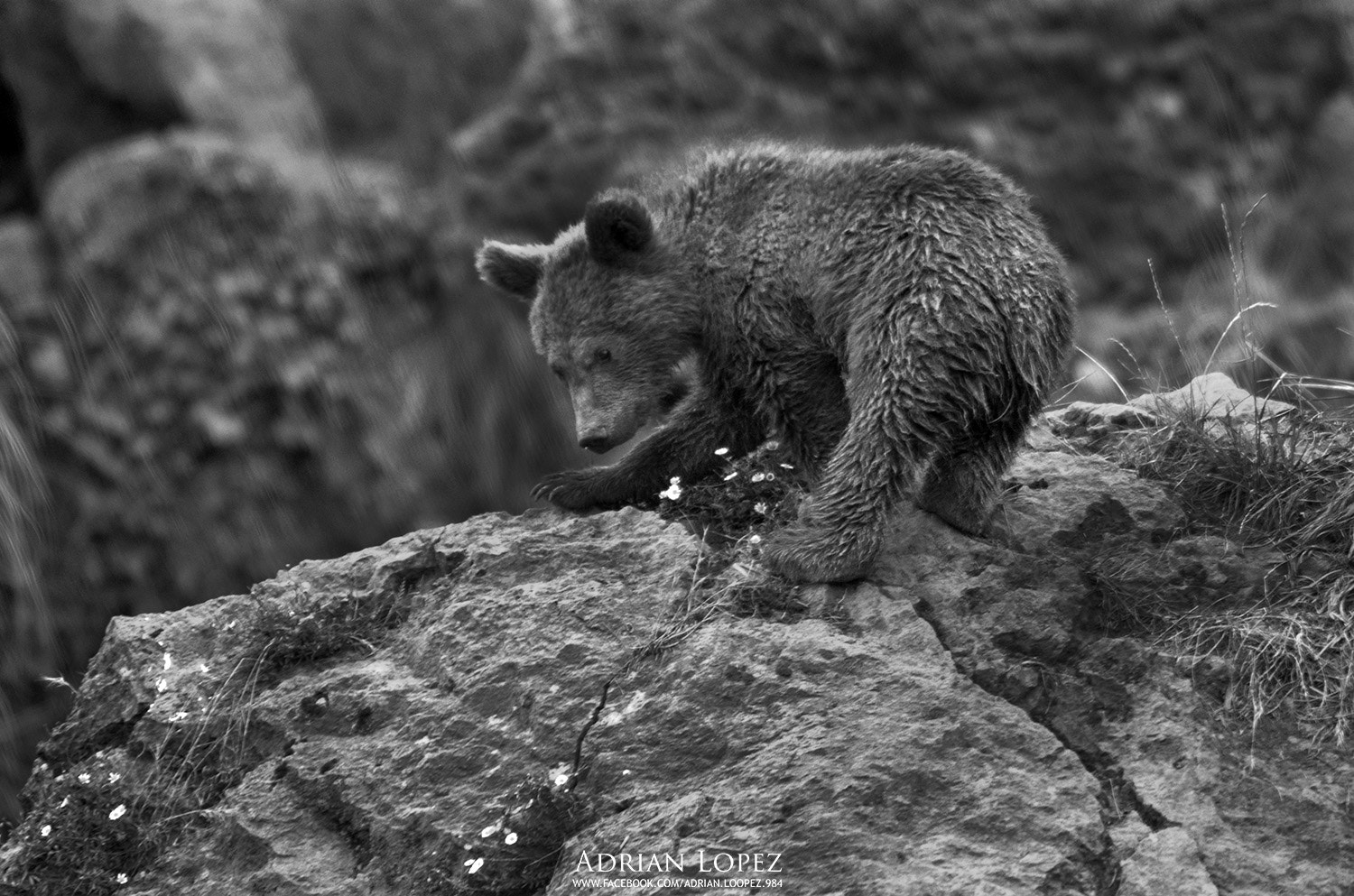 Sigma 150-500mm F5-6.3 DG OS HSM sample photo. Oso pardo photography