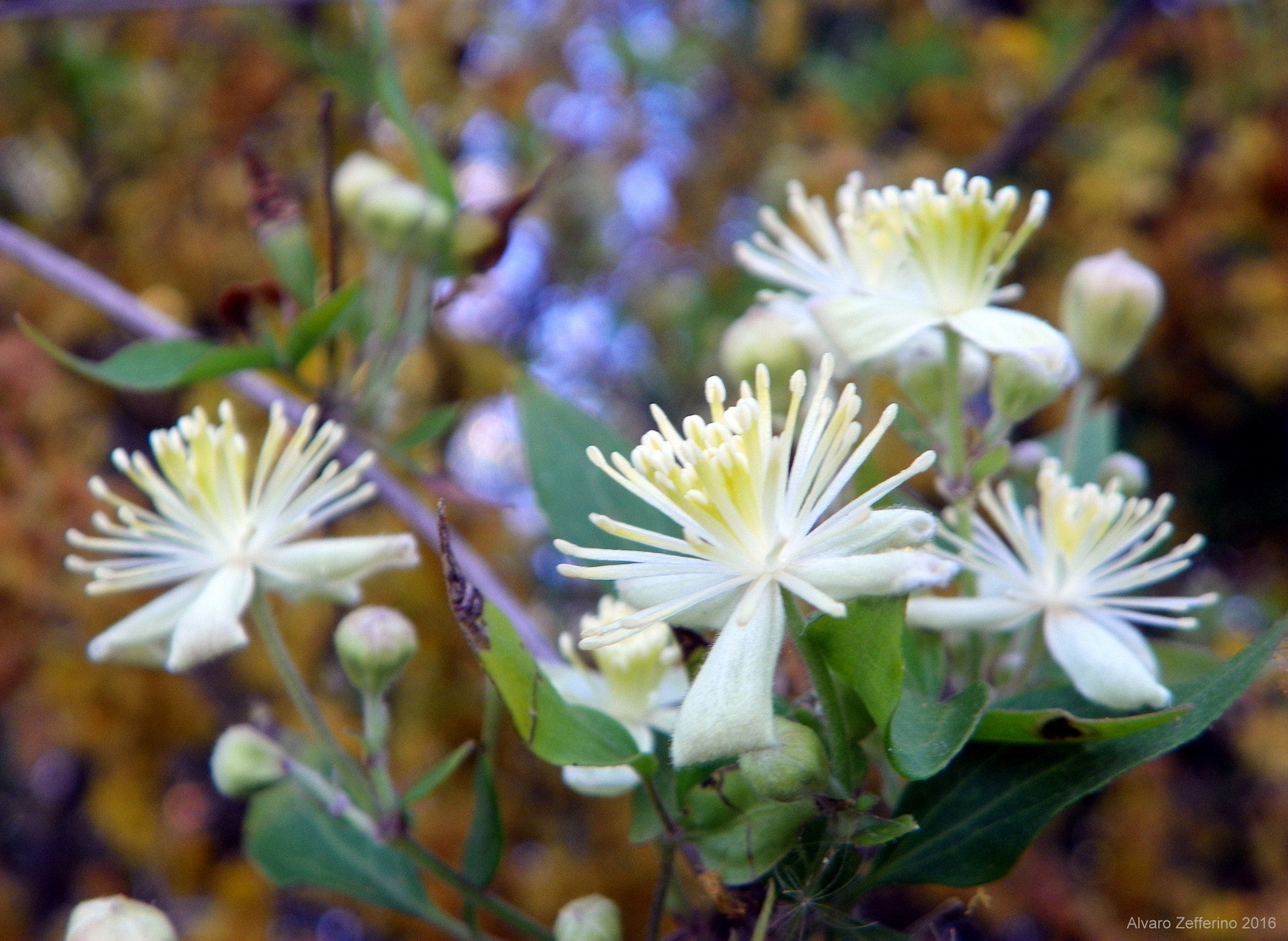 Kodak EasyShare Z981 sample photo. Pequeñas flores silvestres blancas y amarillas photography