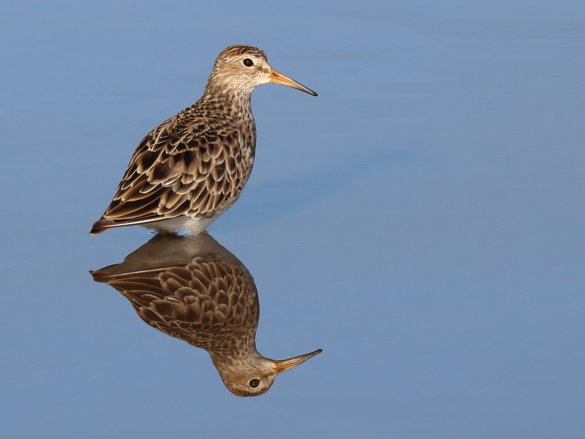 Canon EOS 750D (EOS Rebel T6i / EOS Kiss X8i) sample photo. Pectoral sandpiper photography