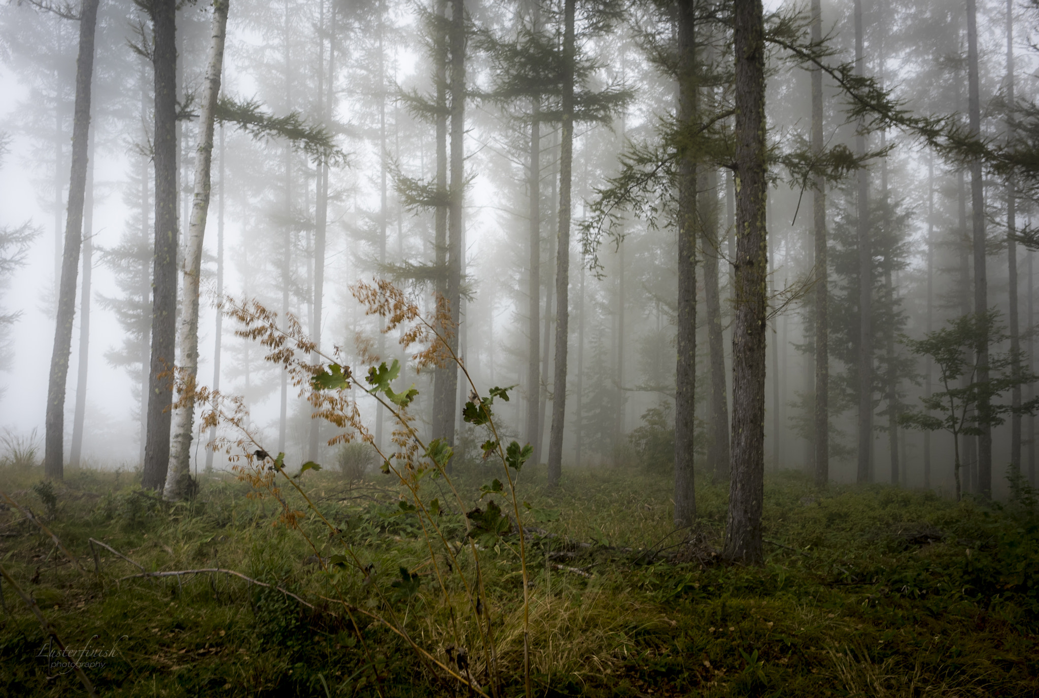 Nikon D810 + Nikon AF-S Nikkor 24mm F1.8G ED sample photo. Forest in the fog photography