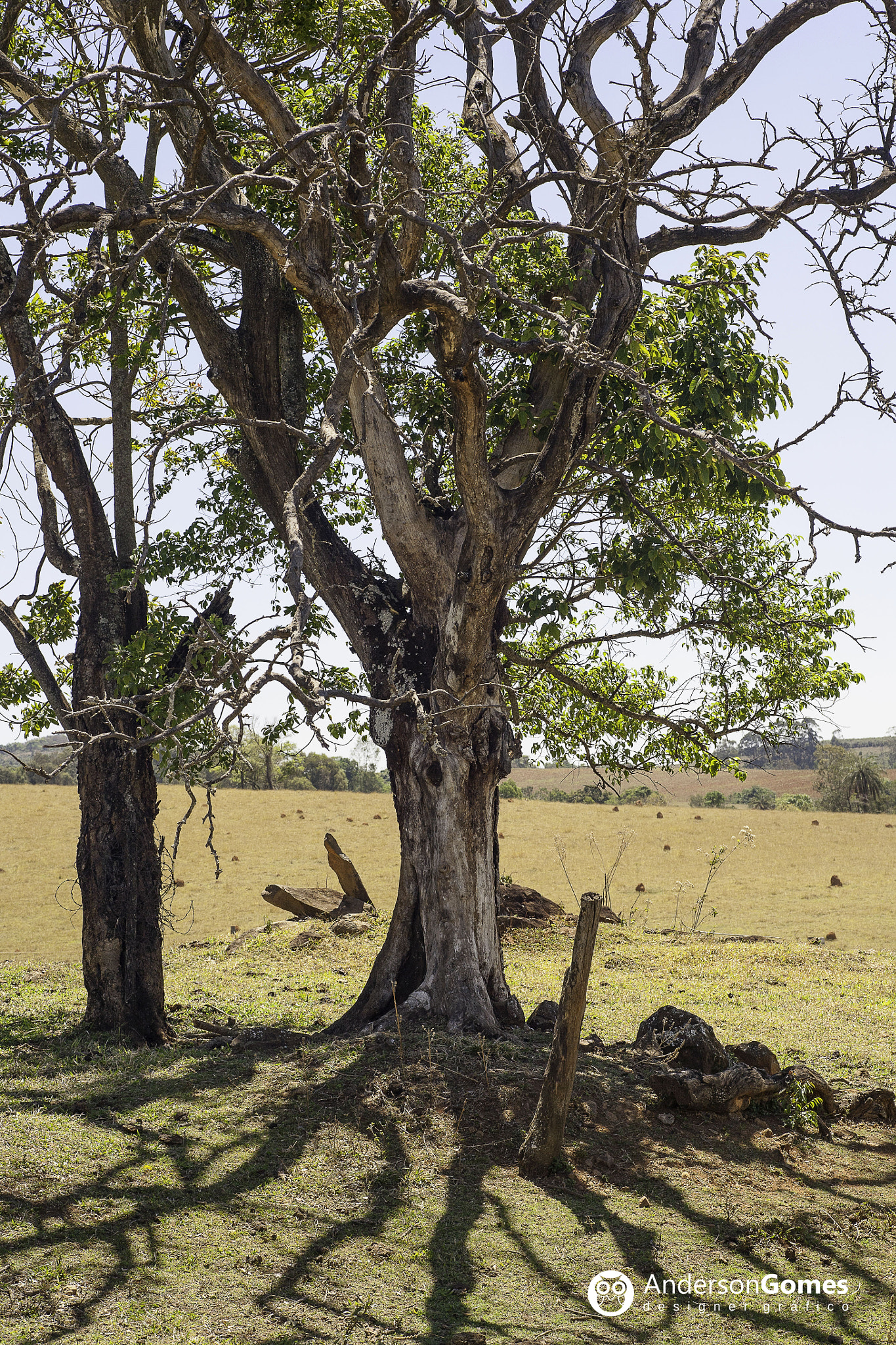 Canon EOS 5D sample photo. Shadow or roots? photography