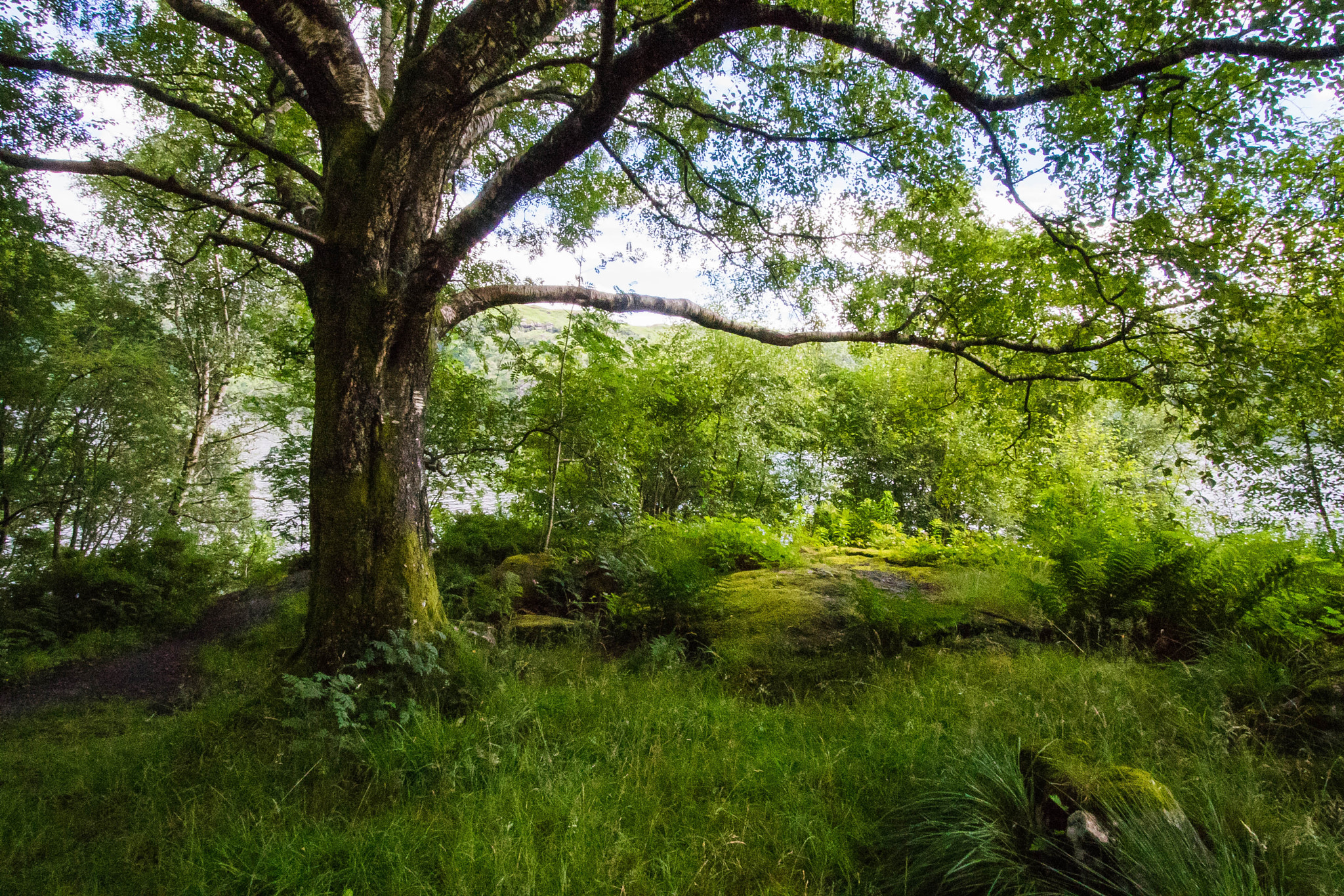 Canon EF-S 10-22mm F3.5-4.5 USM sample photo. Forest photography