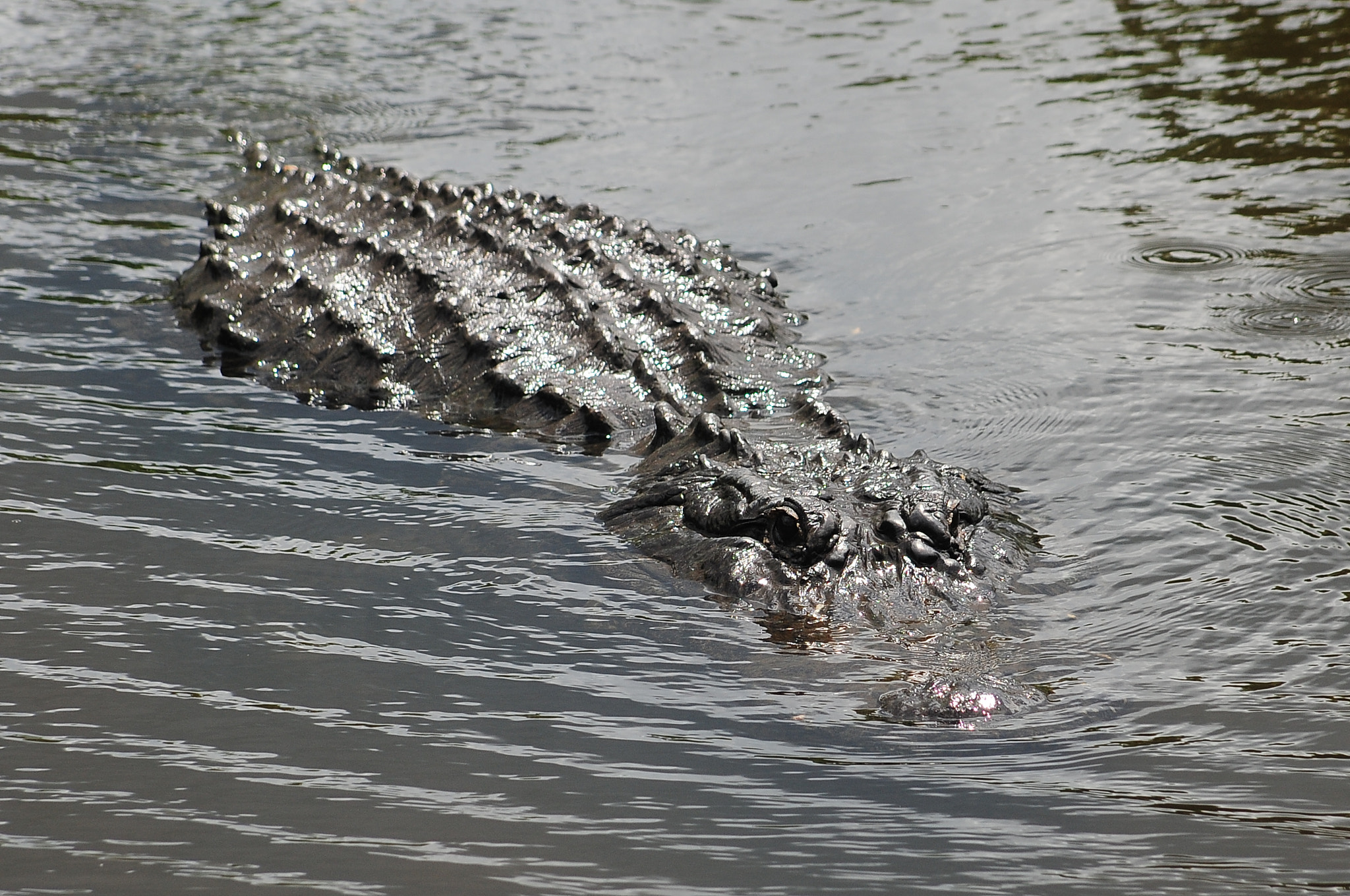 Nikon D3 sample photo. Gator photography