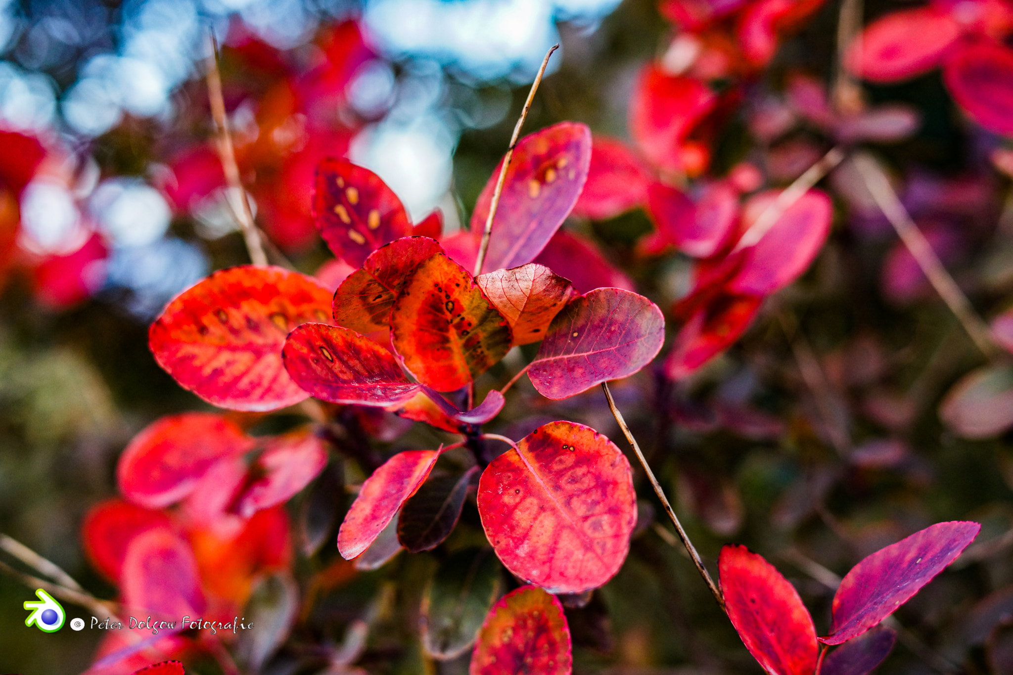 Sony a99 II sample photo. Roter oktober  photography