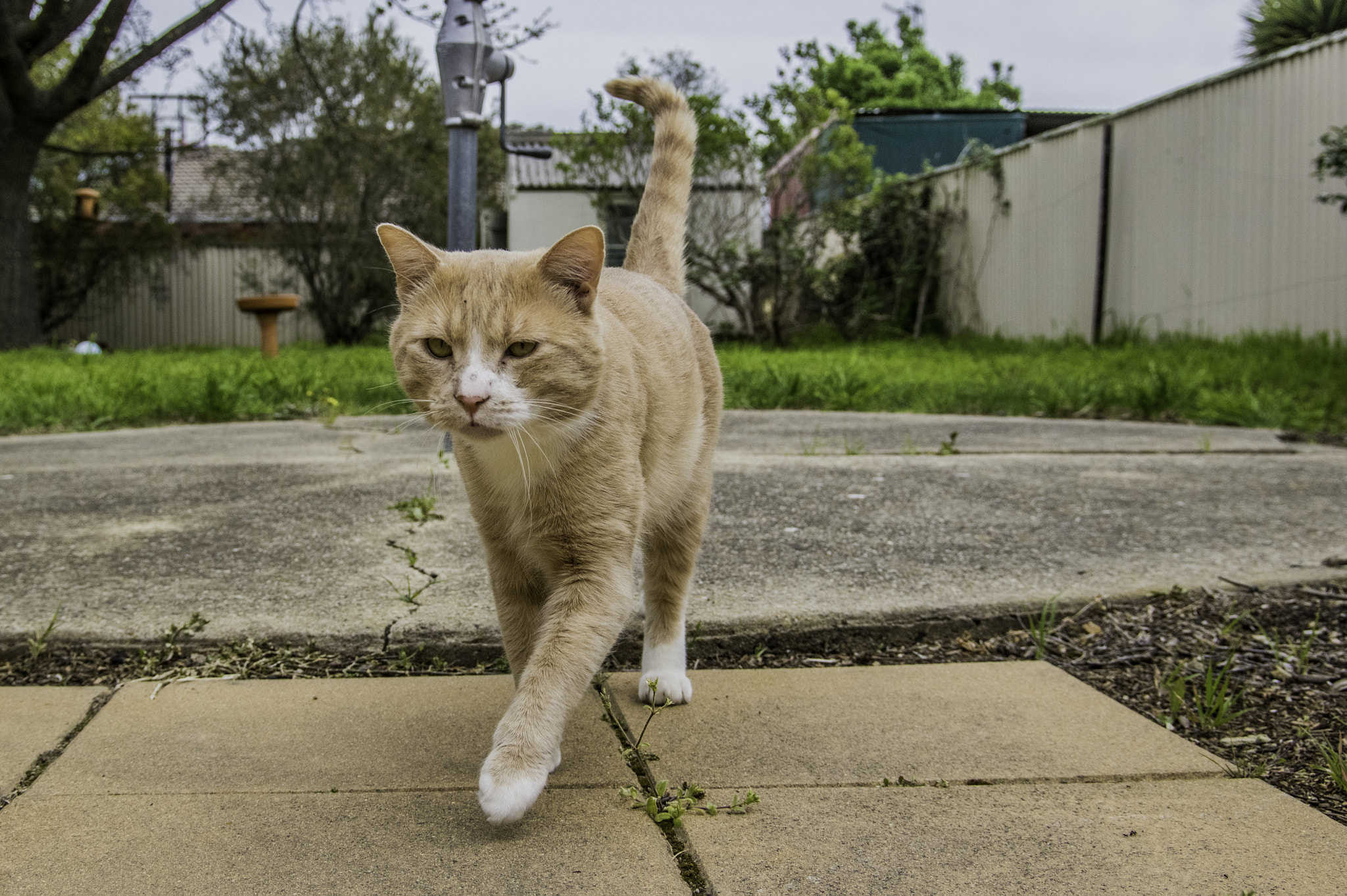 Pentax smc DA* 16-50mm F2.8 ED AL (IF) SDM sample photo. Tom walking photography