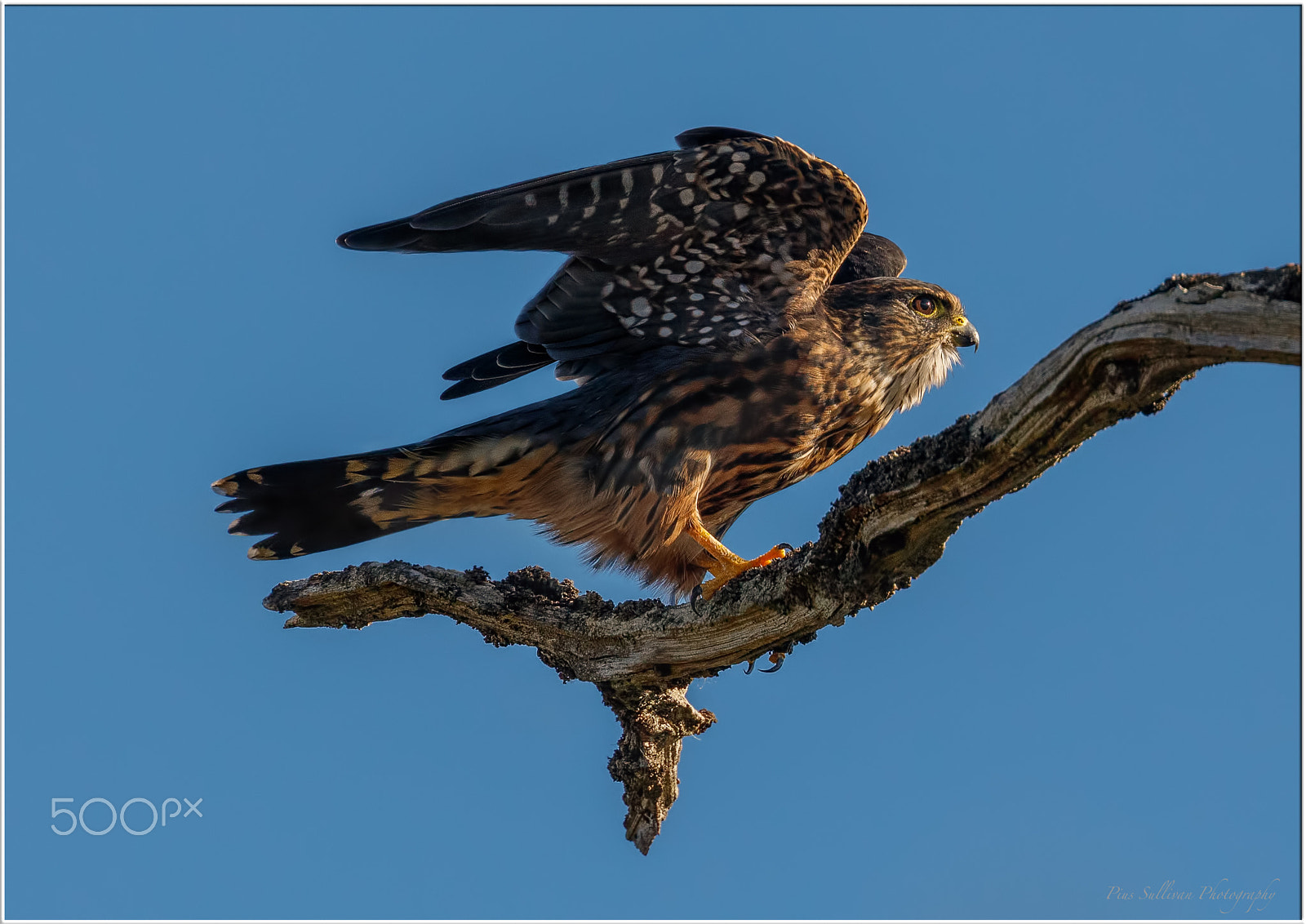 Canon EF 400mm F4 DO IS II USM sample photo. Merlin photography