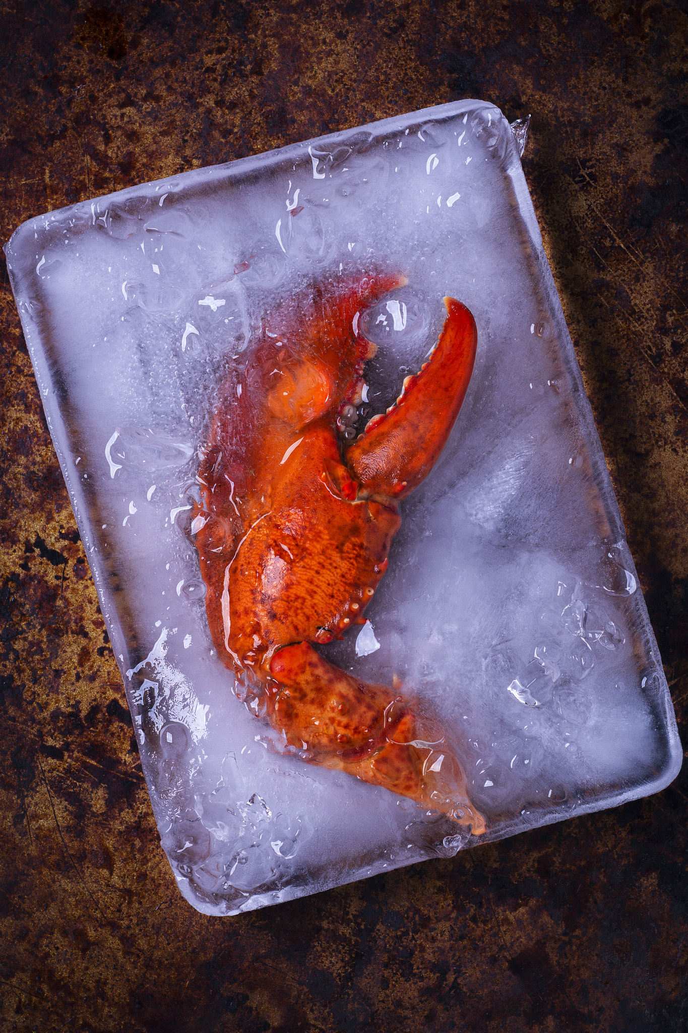 Nikon D7100 + Nikon PC-E Micro-Nikkor 85mm F2.8D Tilt-Shift sample photo. Lobster claw in in ice photography