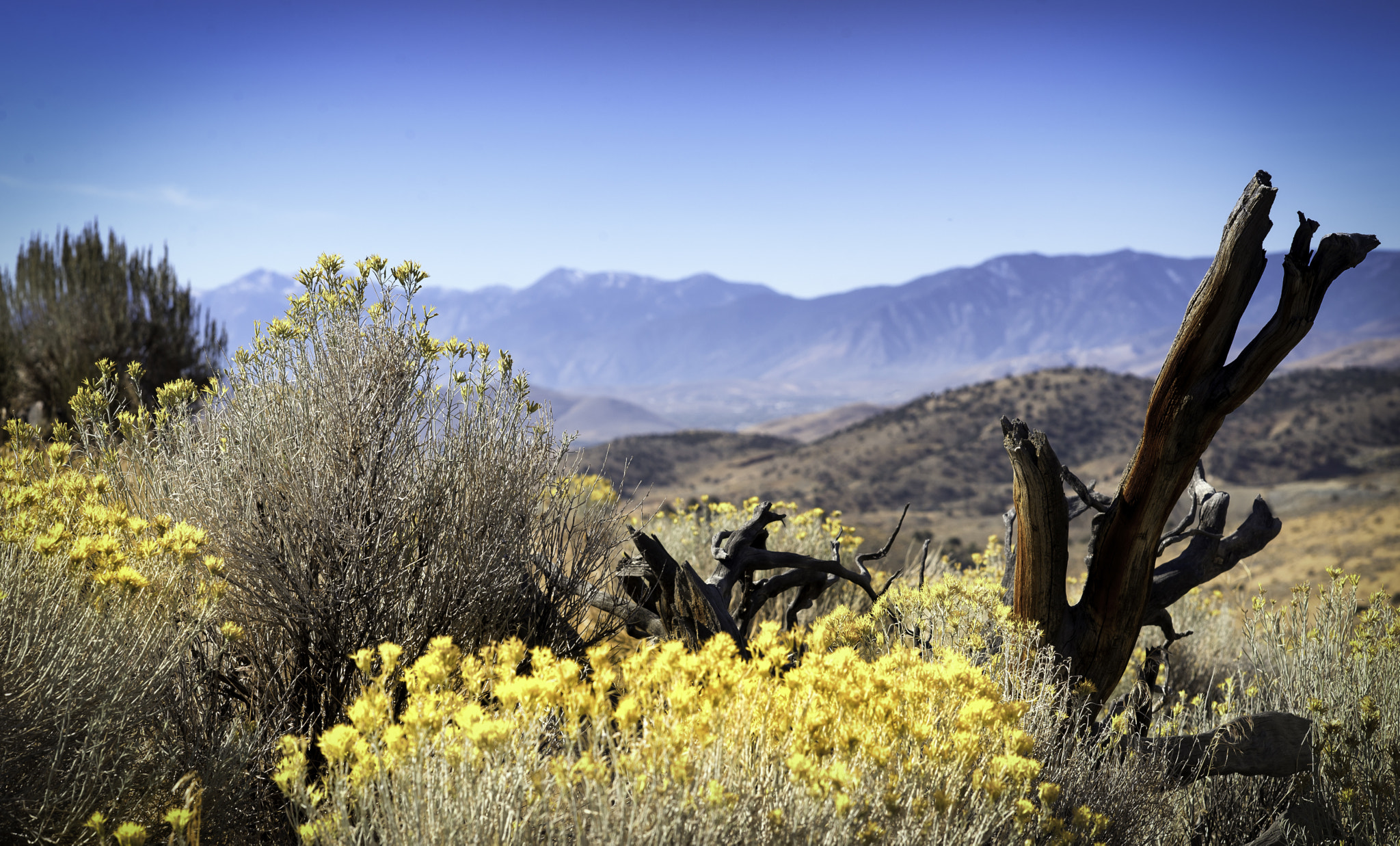 Nikon D610 sample photo. Nevada autumn photography