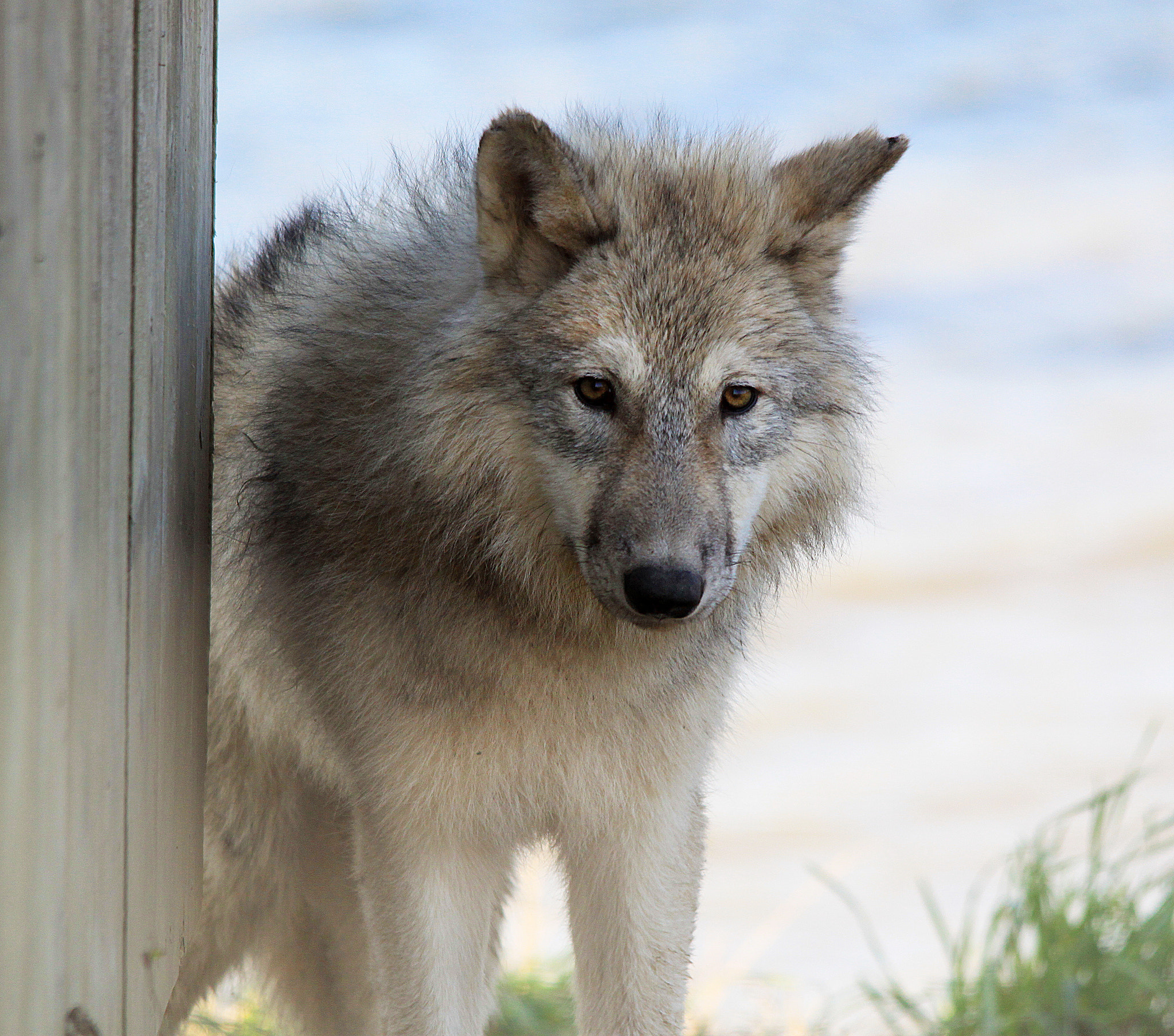Sigma 150-500mm F5-6.3 DG OS HSM sample photo. Wolf photography