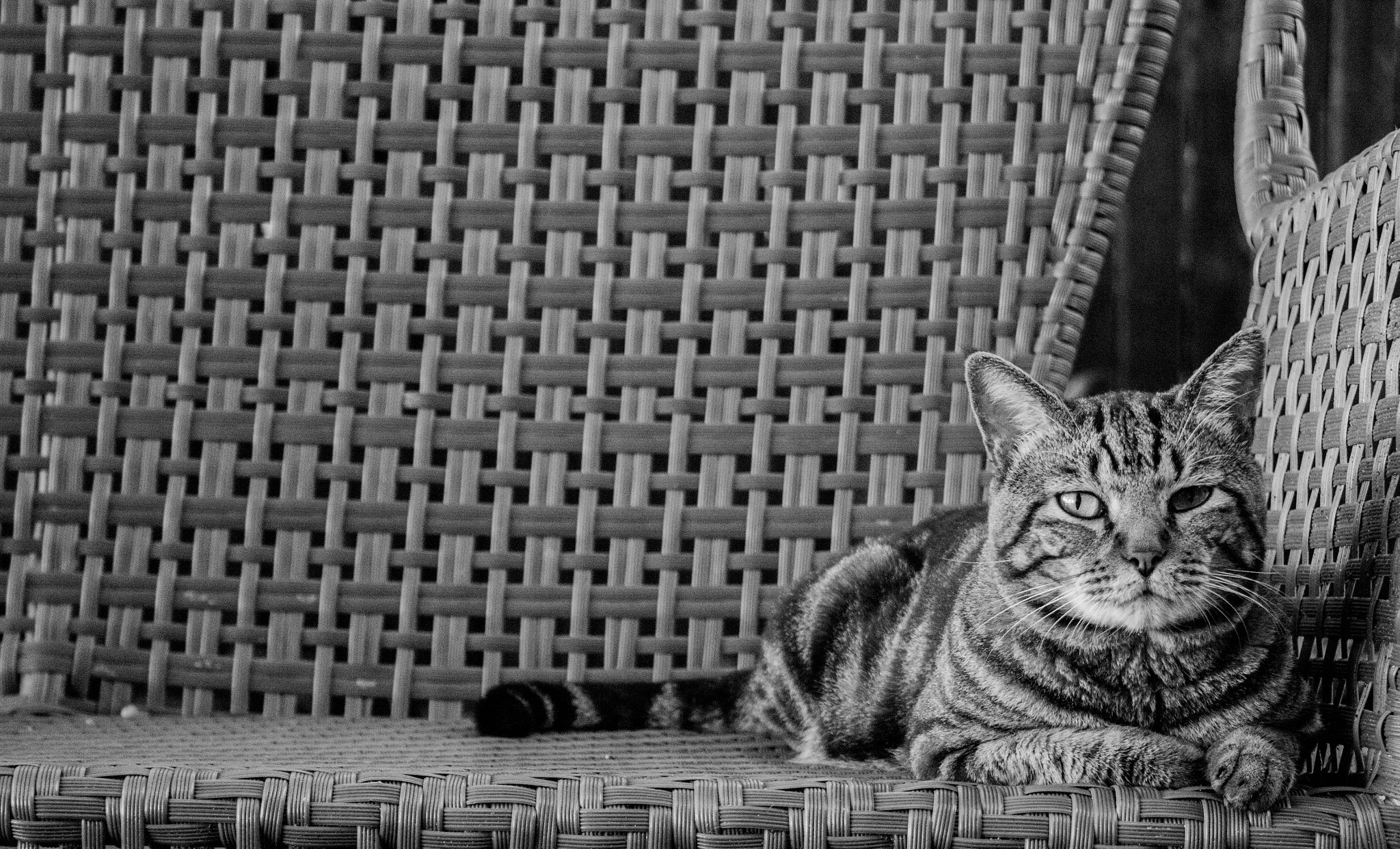 Canon EOS 650D (EOS Rebel T4i / EOS Kiss X6i) sample photo. Iggy pop photography