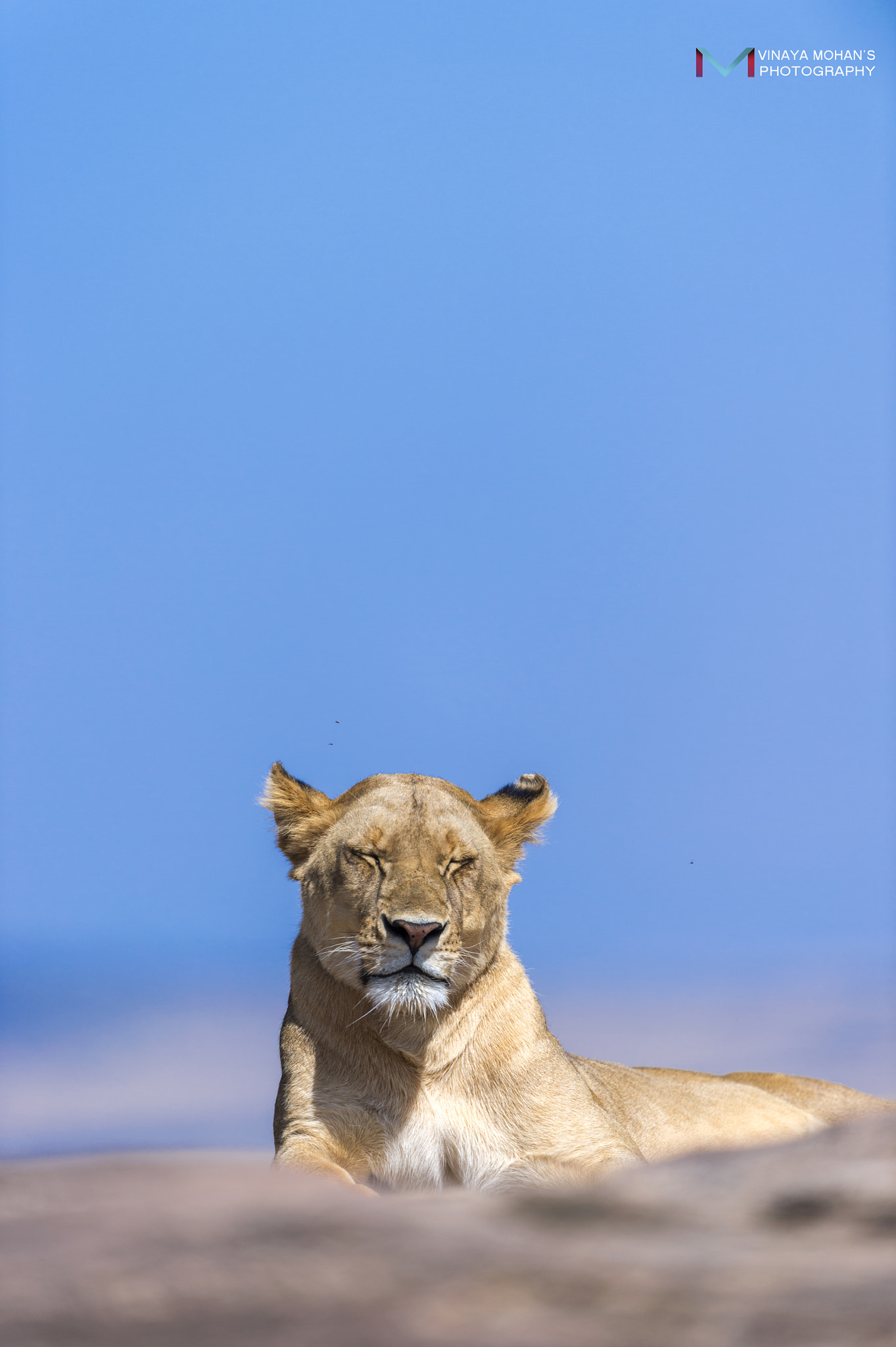 Nikon D4S + Nikon AF-S Nikkor 500mm F4G ED VR sample photo. Lioness photography